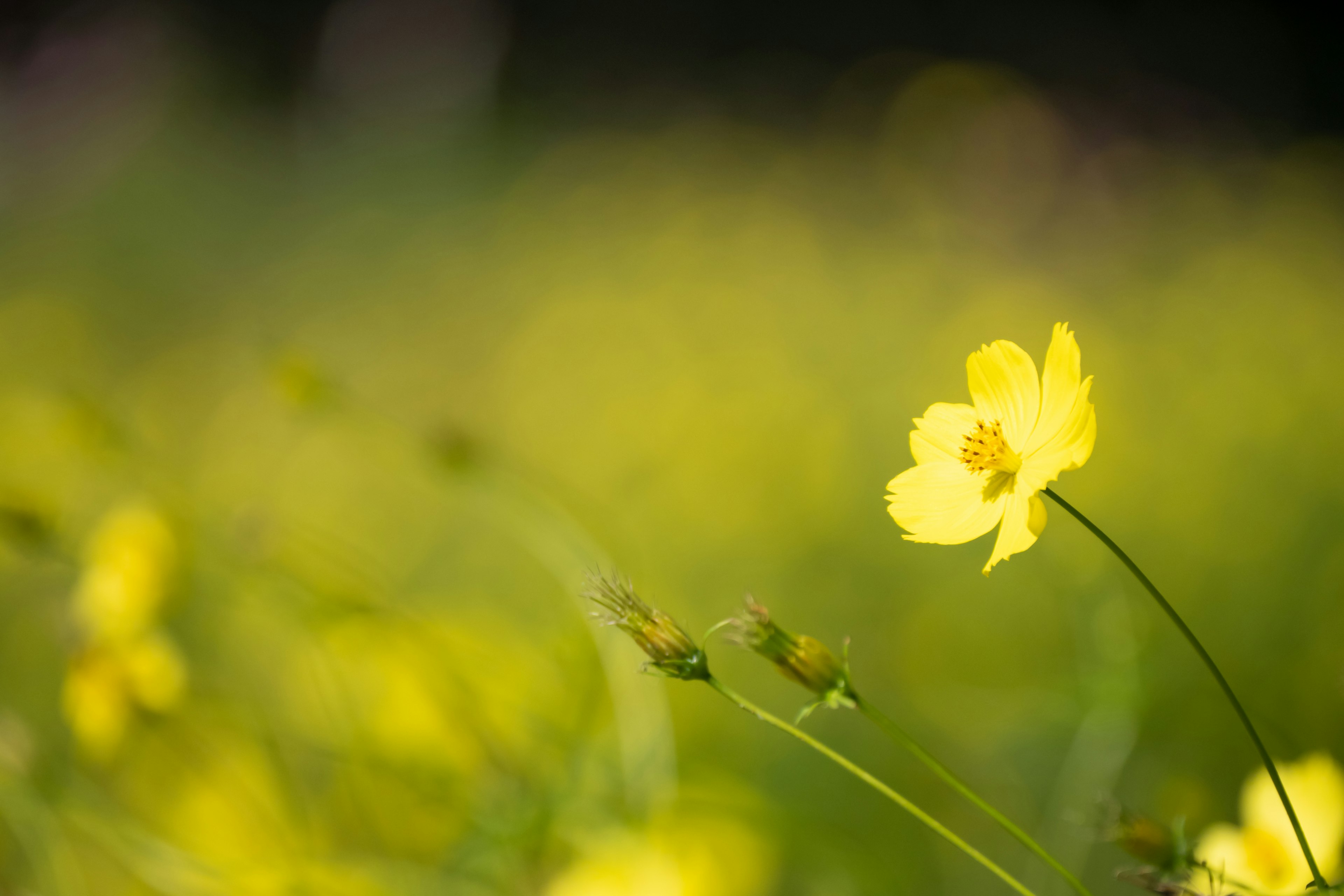 A bright yellow flower stands out in a soft focus green field