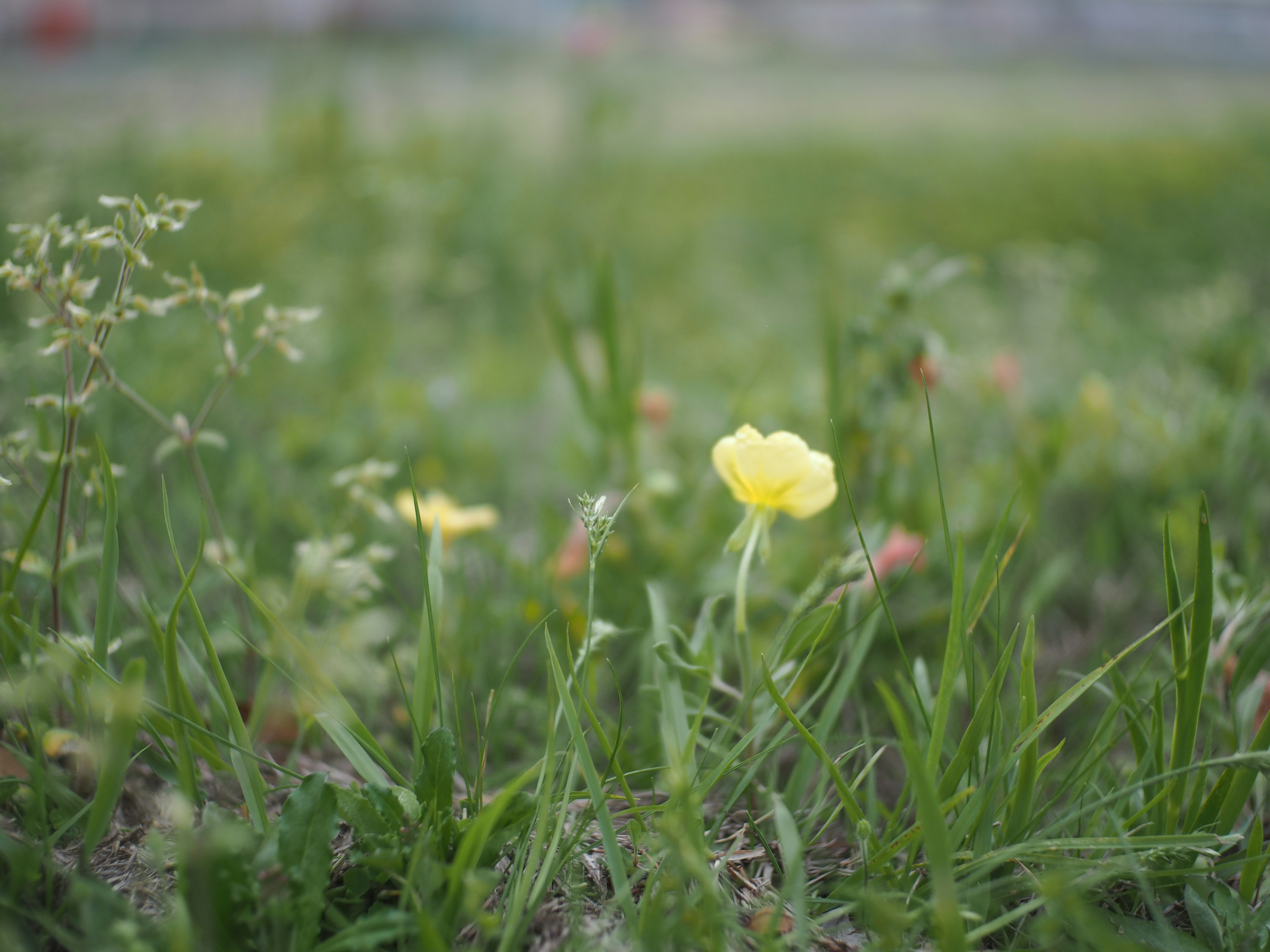 Primer plano de una flor amarilla floreciendo en un campo de hierba verde