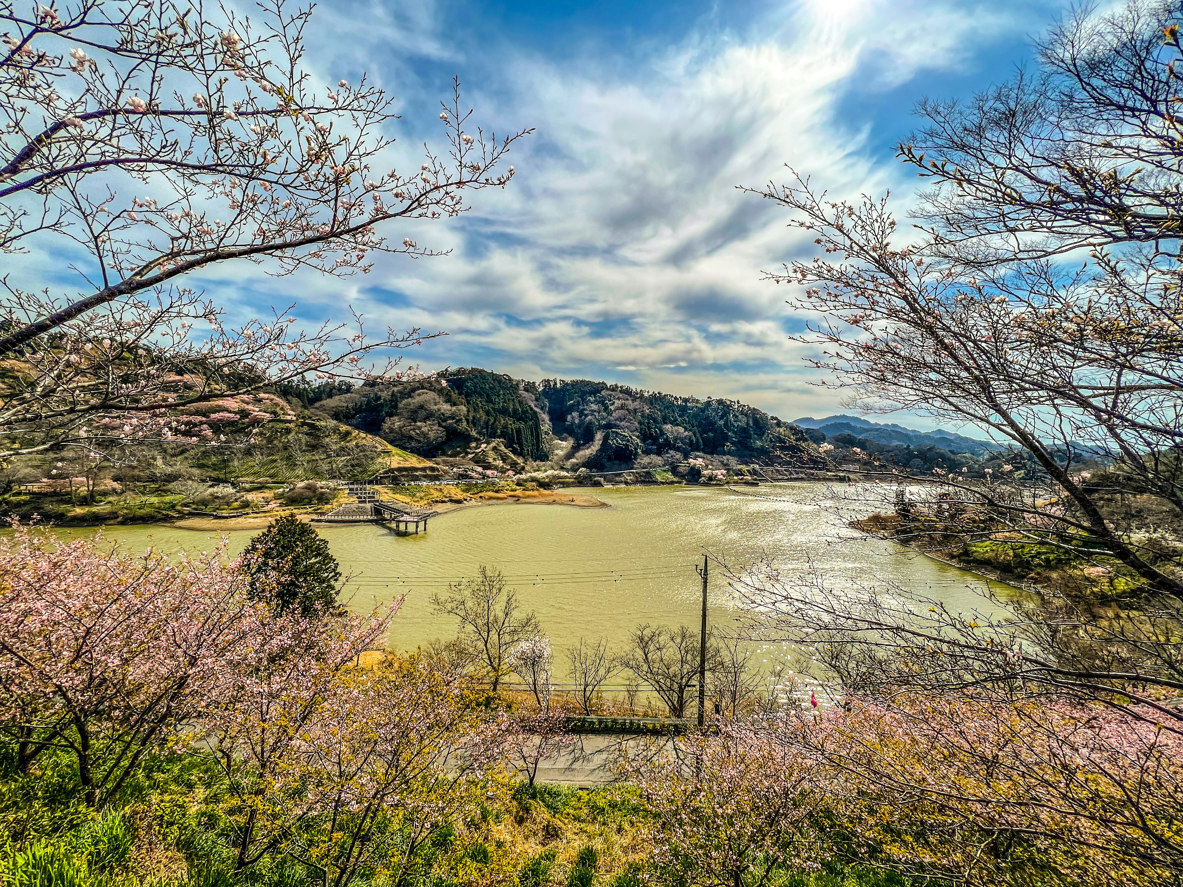 Vista escénica de cerezos a lo largo de un río bajo un cielo azul