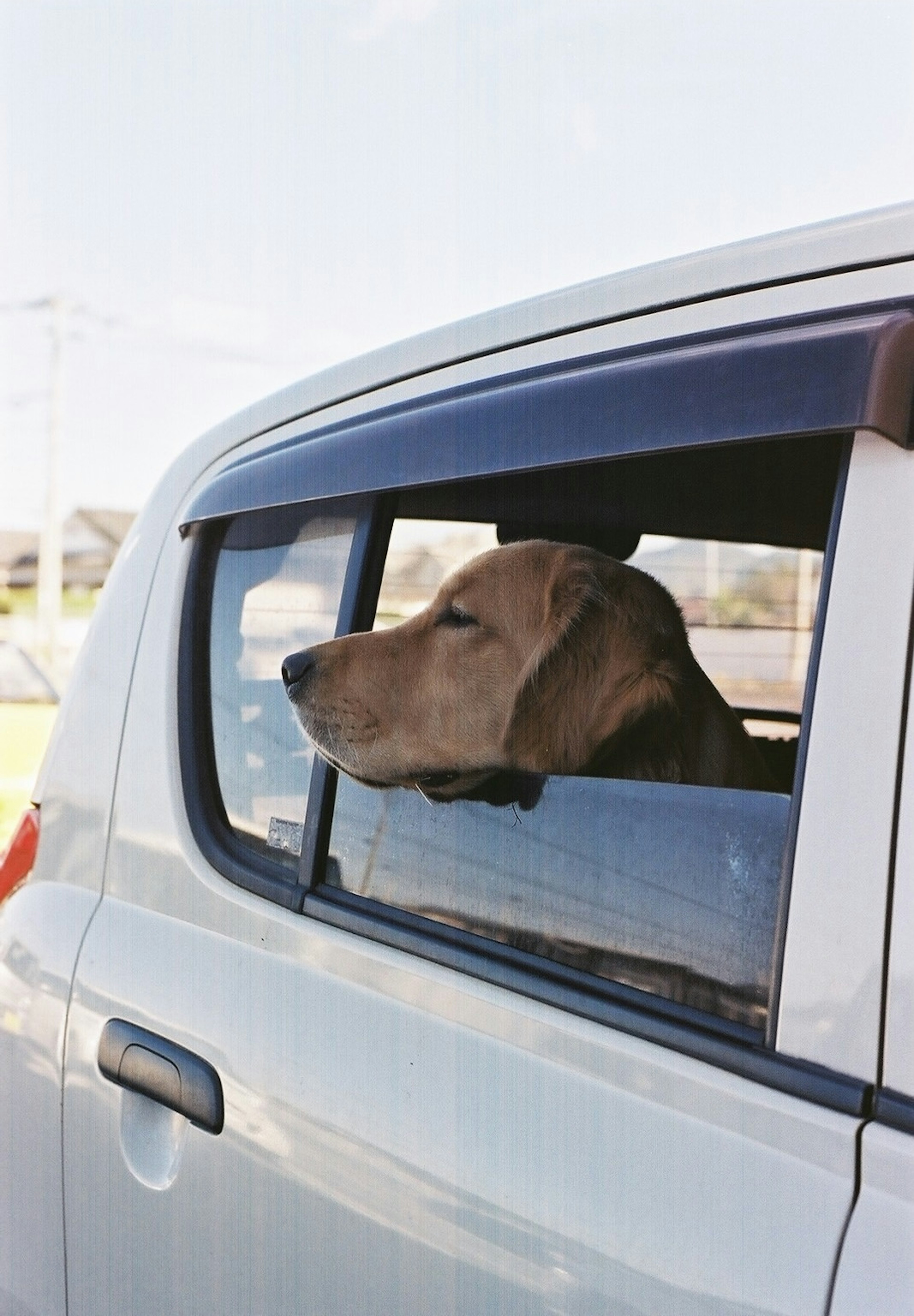 Anjing melihat keluar dari jendela mobil