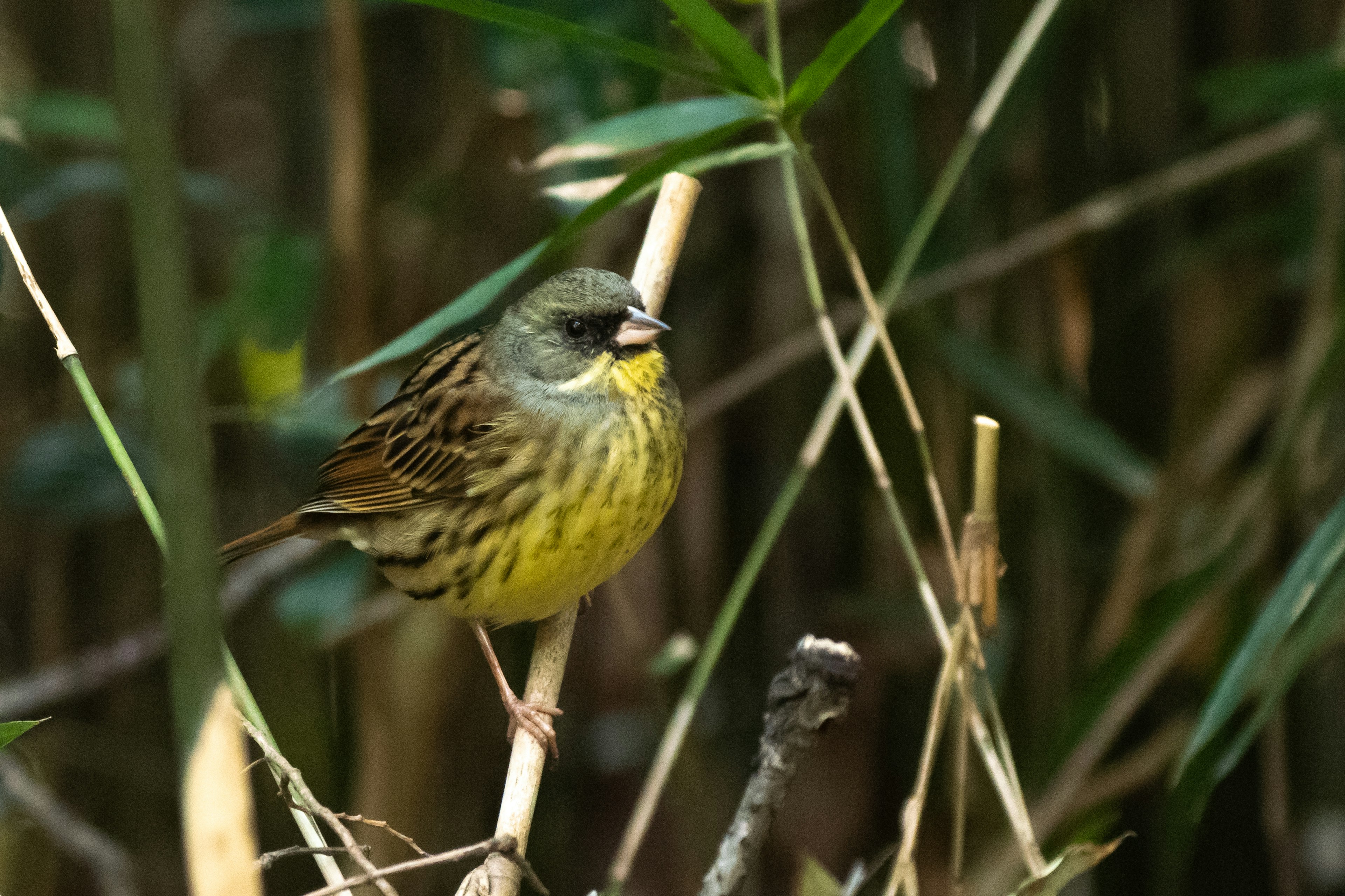 A yellow bird perched on a branch among bamboo