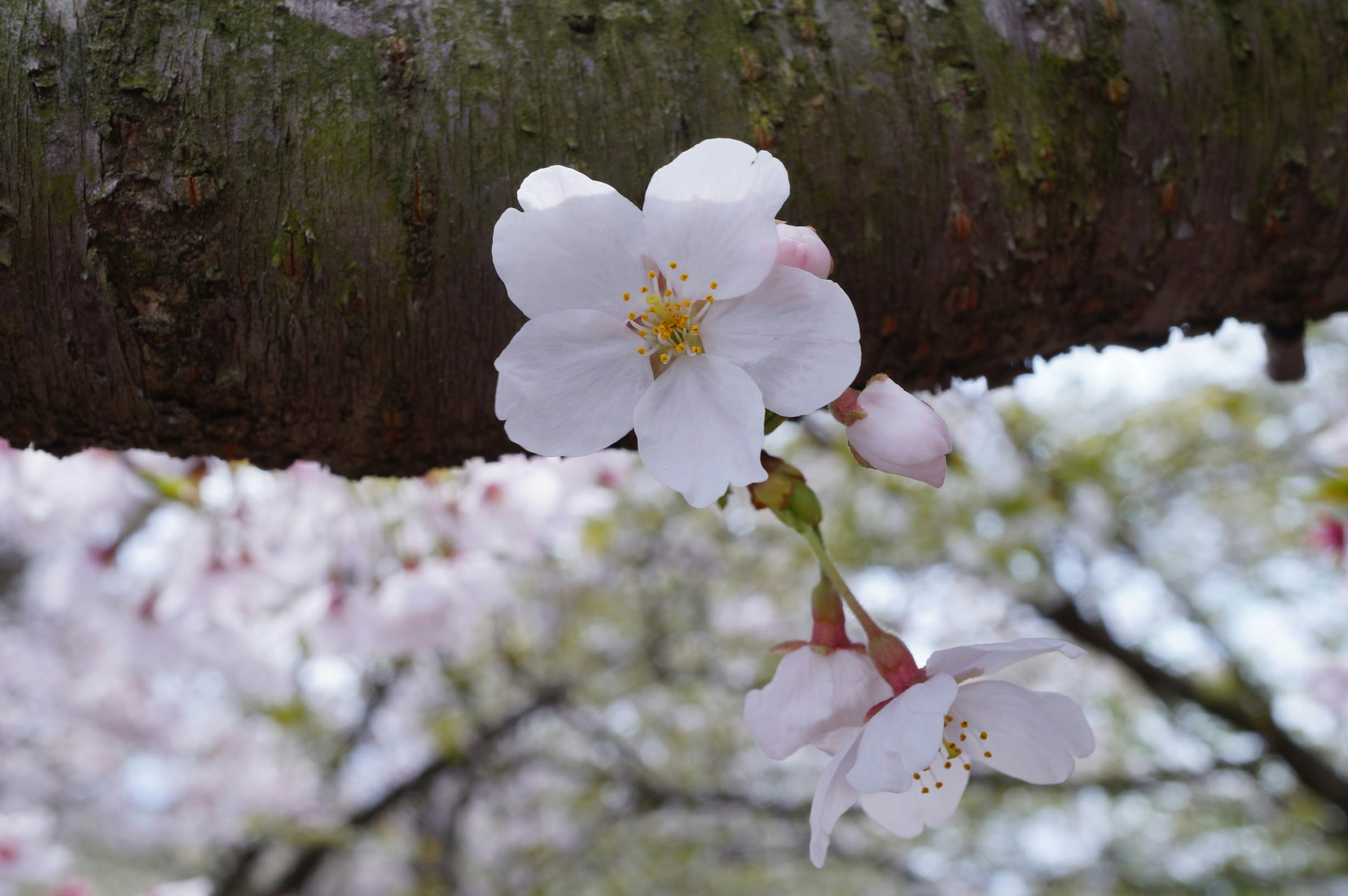 桜の花が咲いている様子と背景のぼやけた桜の木