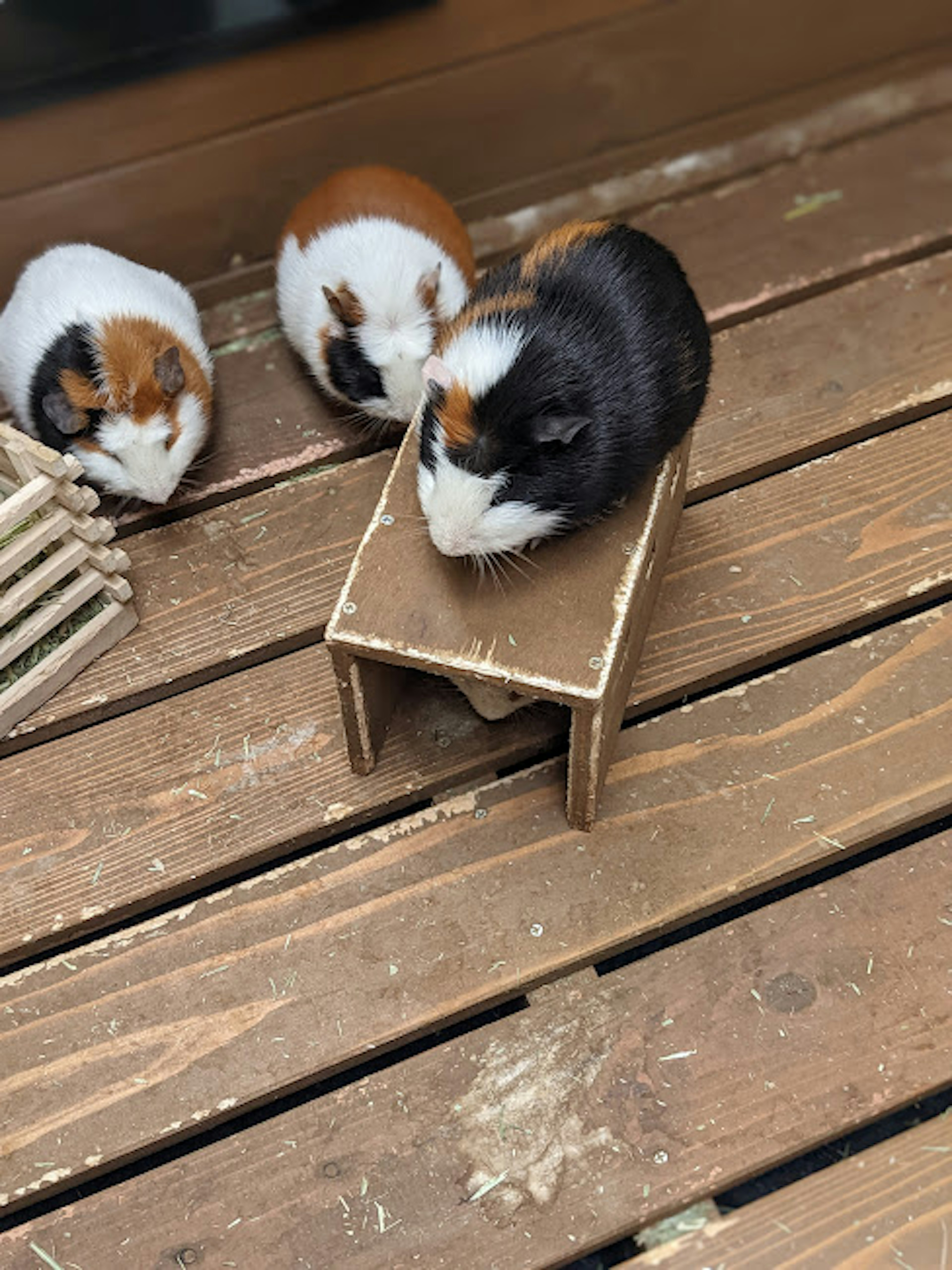 Drei Meerschweinchen auf einem Holztisch in einer niedlichen Umgebung