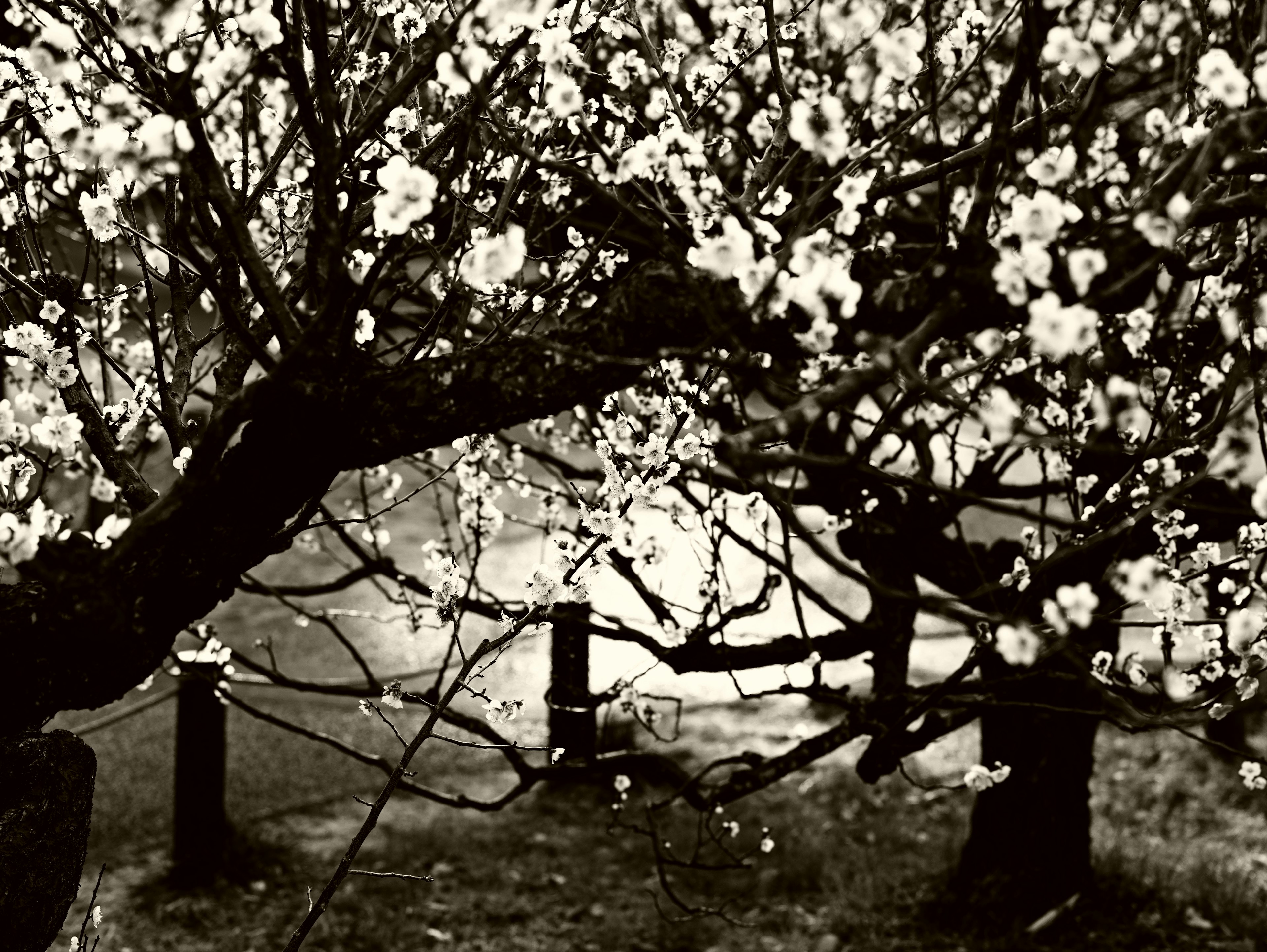 Schwarzweißbild von blühenden Ästen mit weißen Blüten