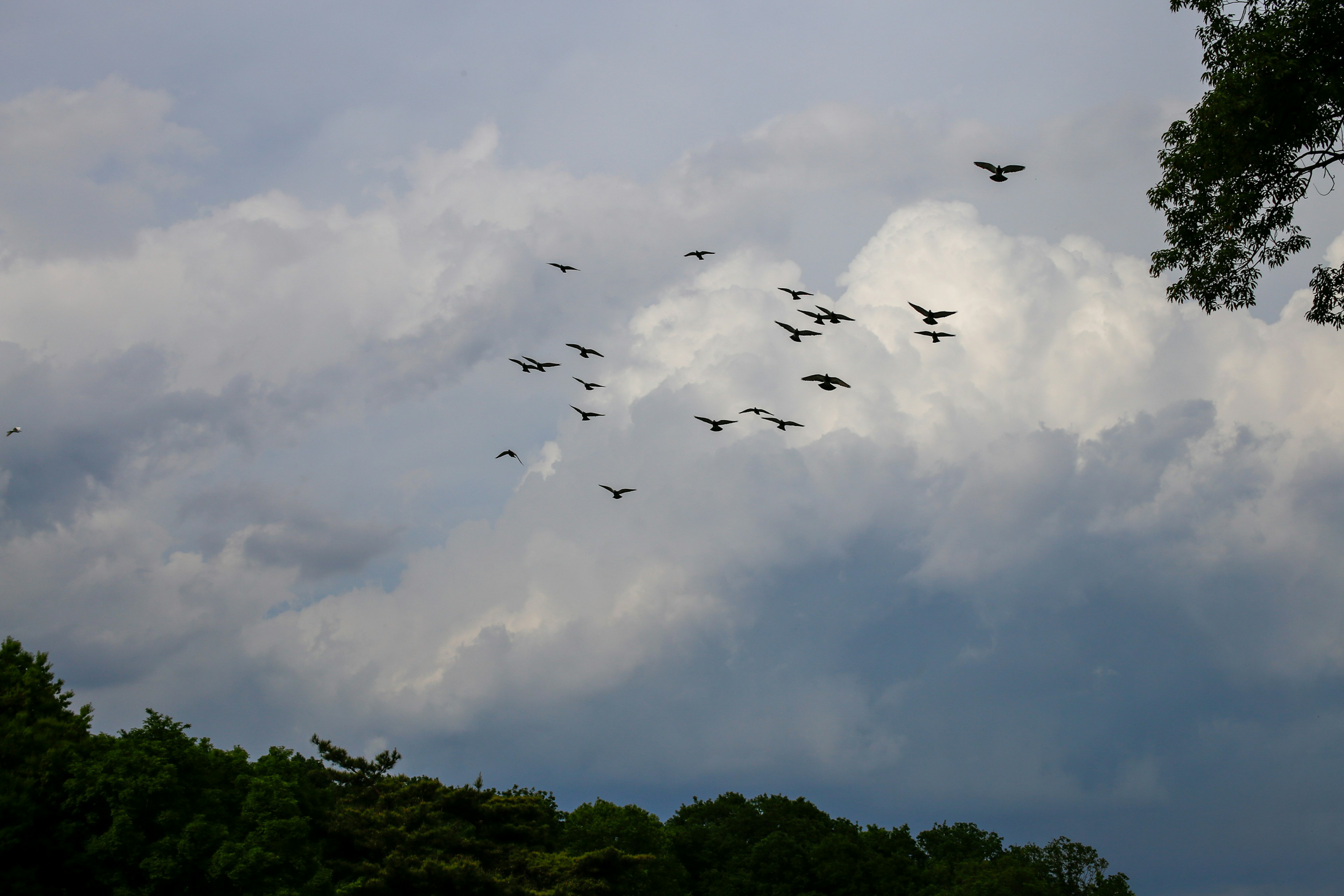 一群鳥在天空中飛翔，背景有雲