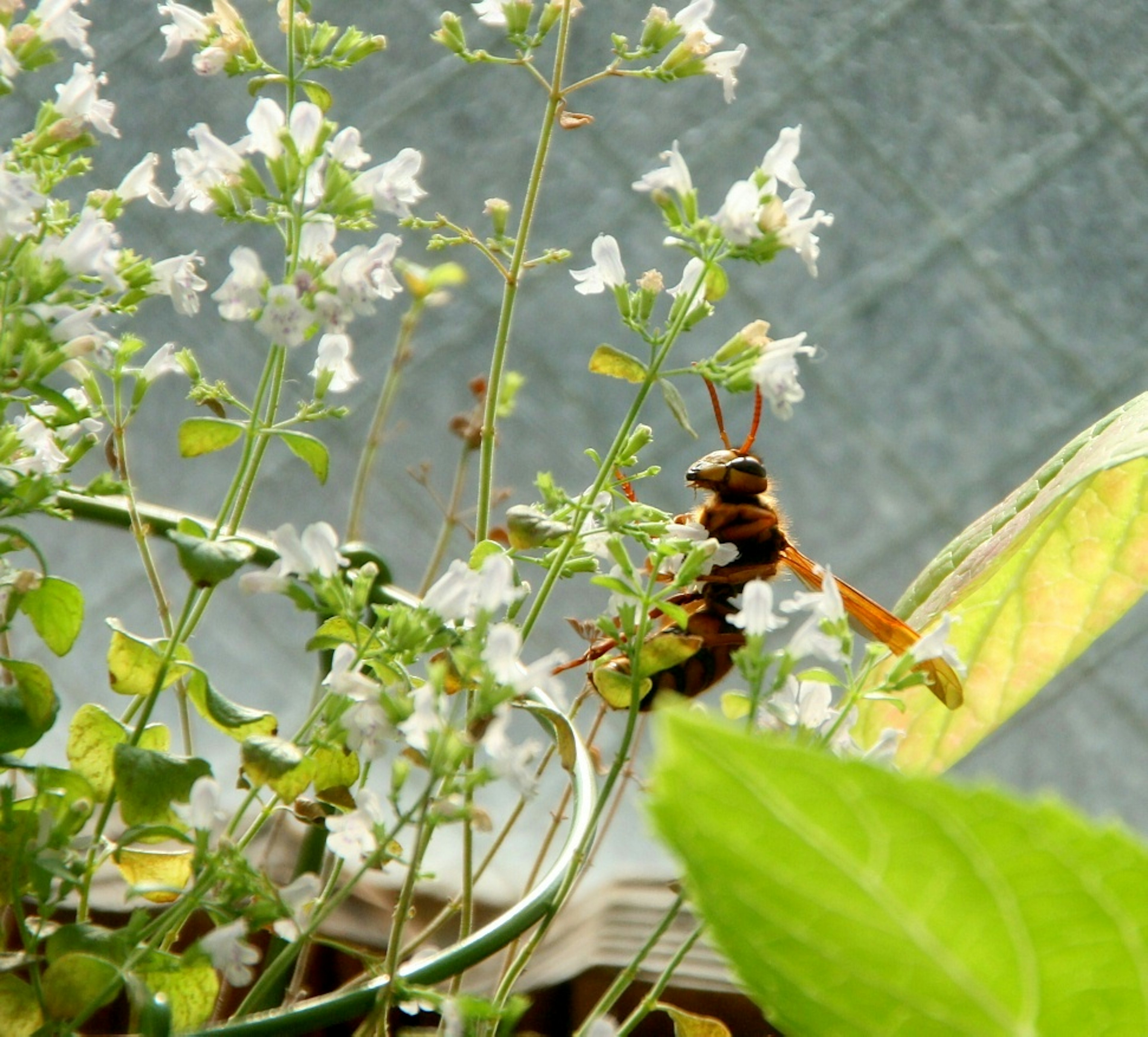 Abeille parmi de petites fleurs blanches et des feuilles vertes