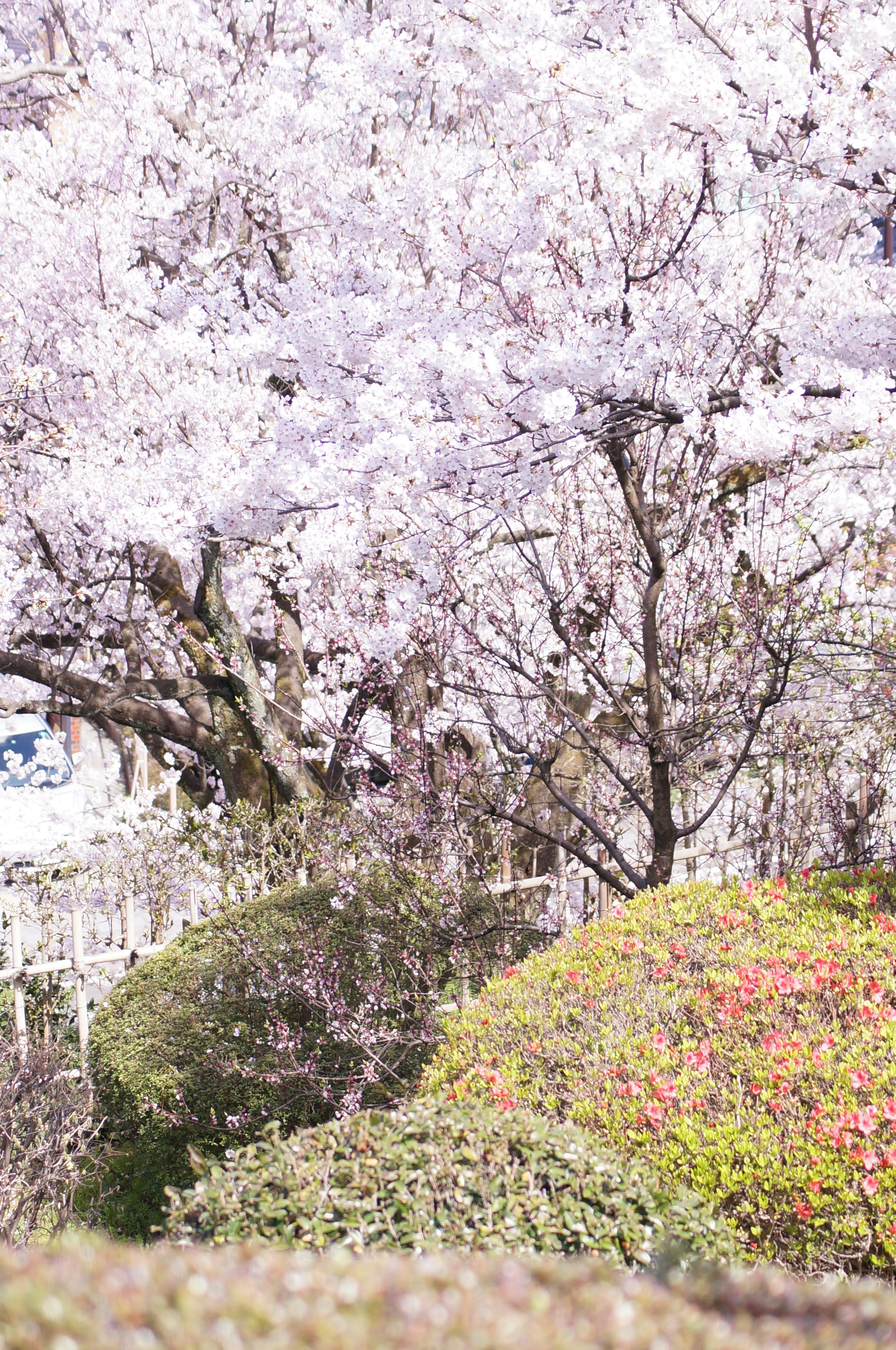 Hermoso paisaje de parque con cerezos en flor