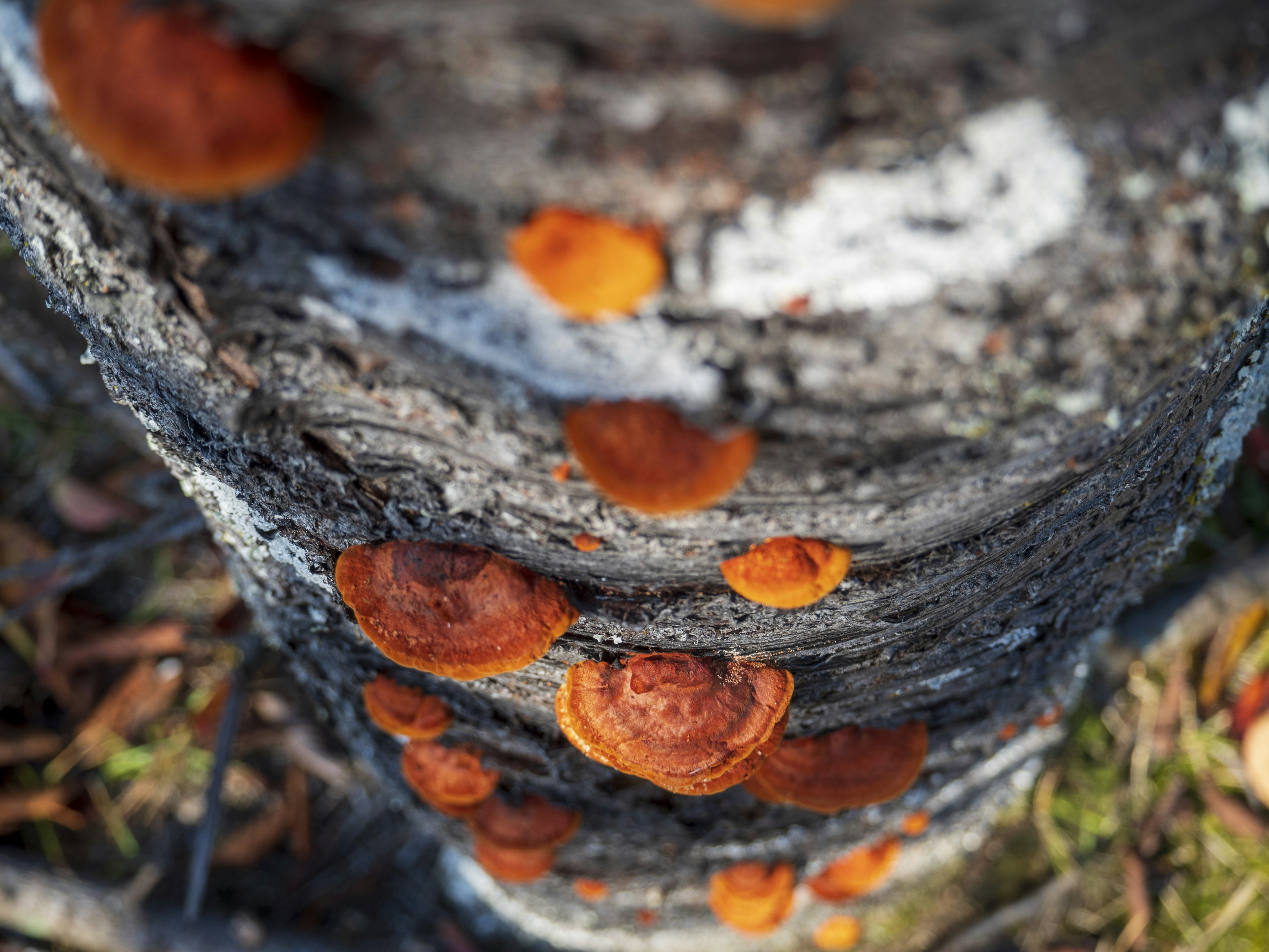 Grupo de hongos naranjas creciendo en un tronco de árbol