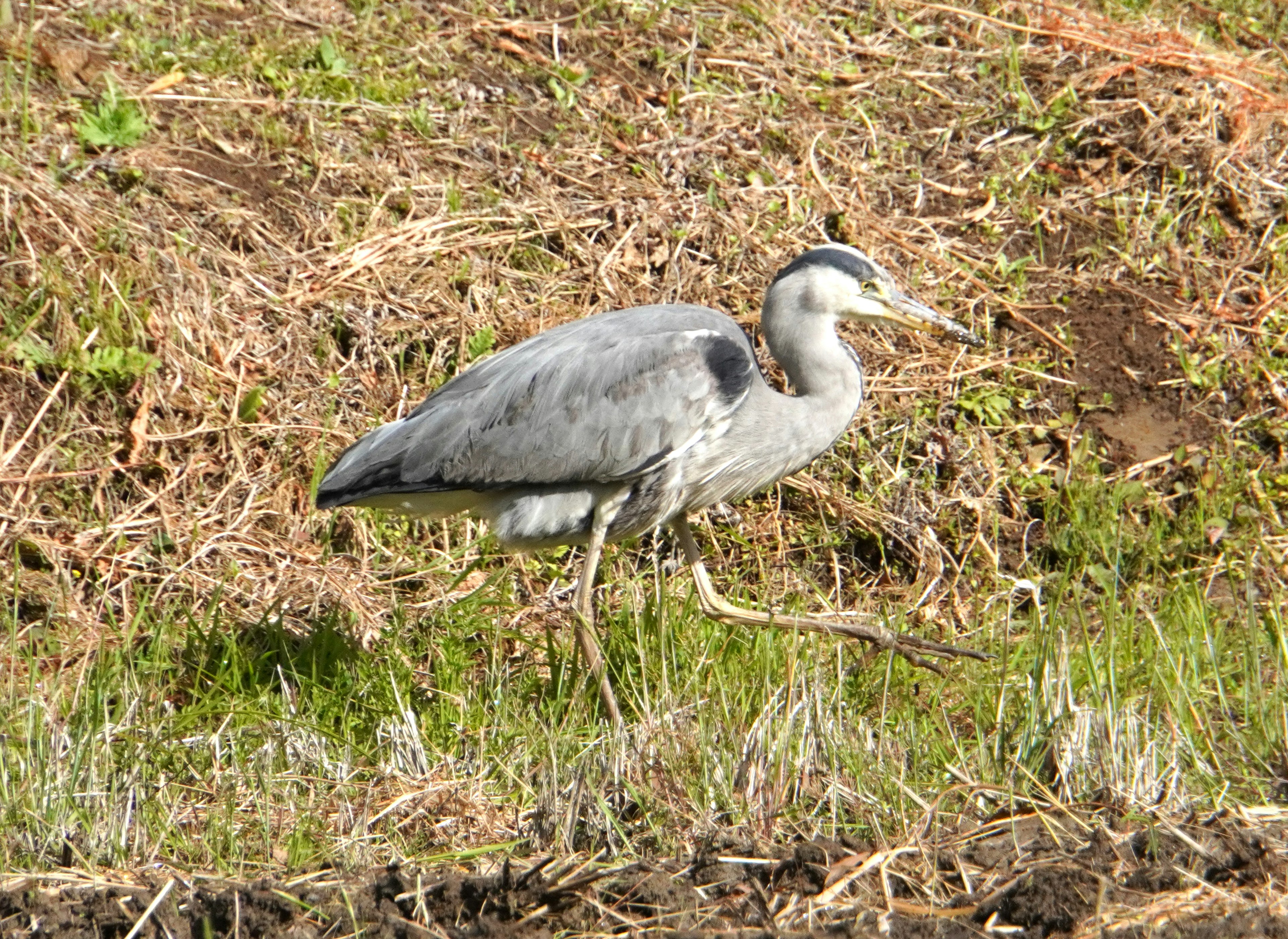 Una garza gris caminando sobre un terreno cubierto de hierba