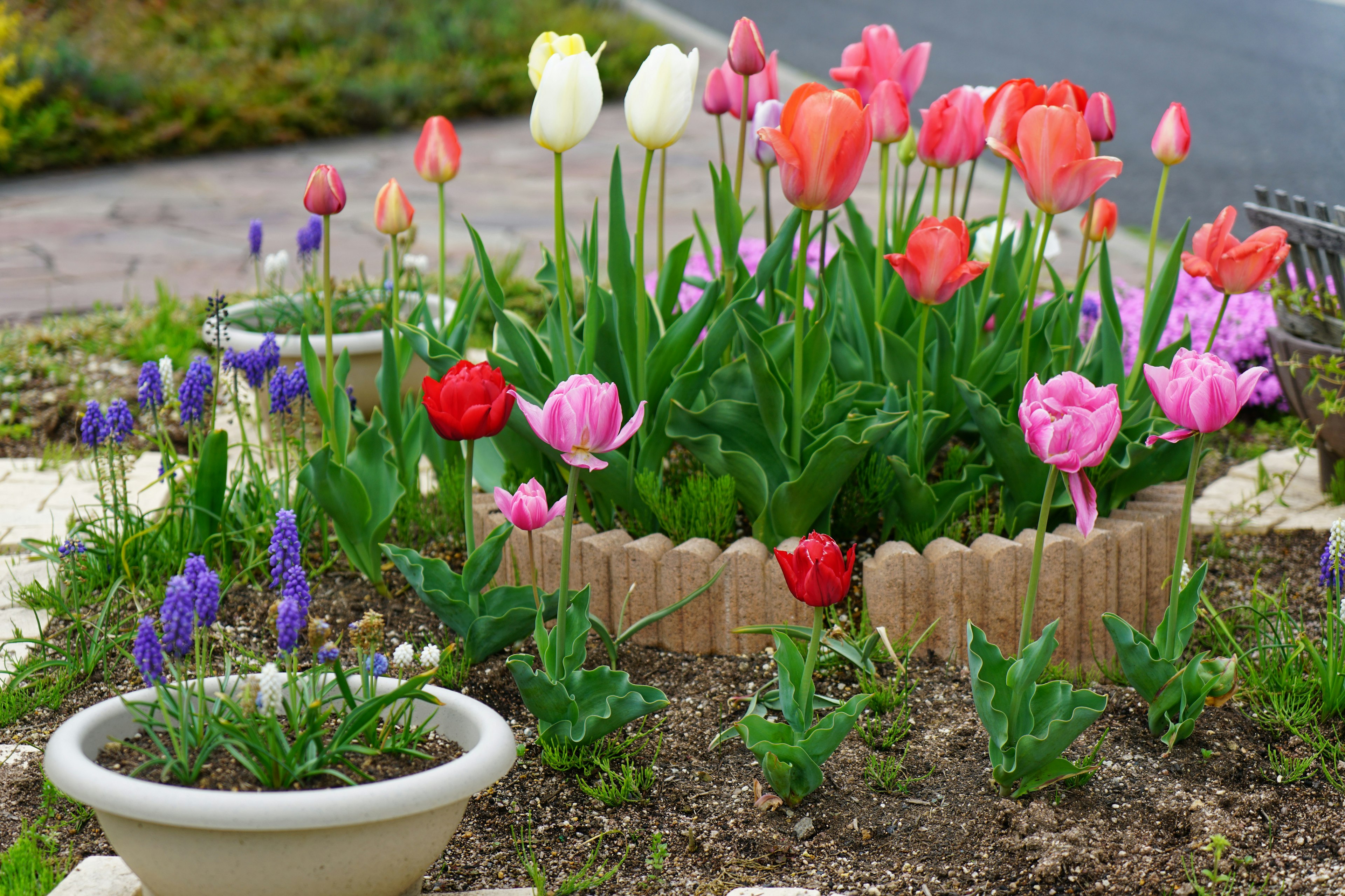 Bunte Tulpen und Traubenhyazinthen blühen in einem Gartenbeet