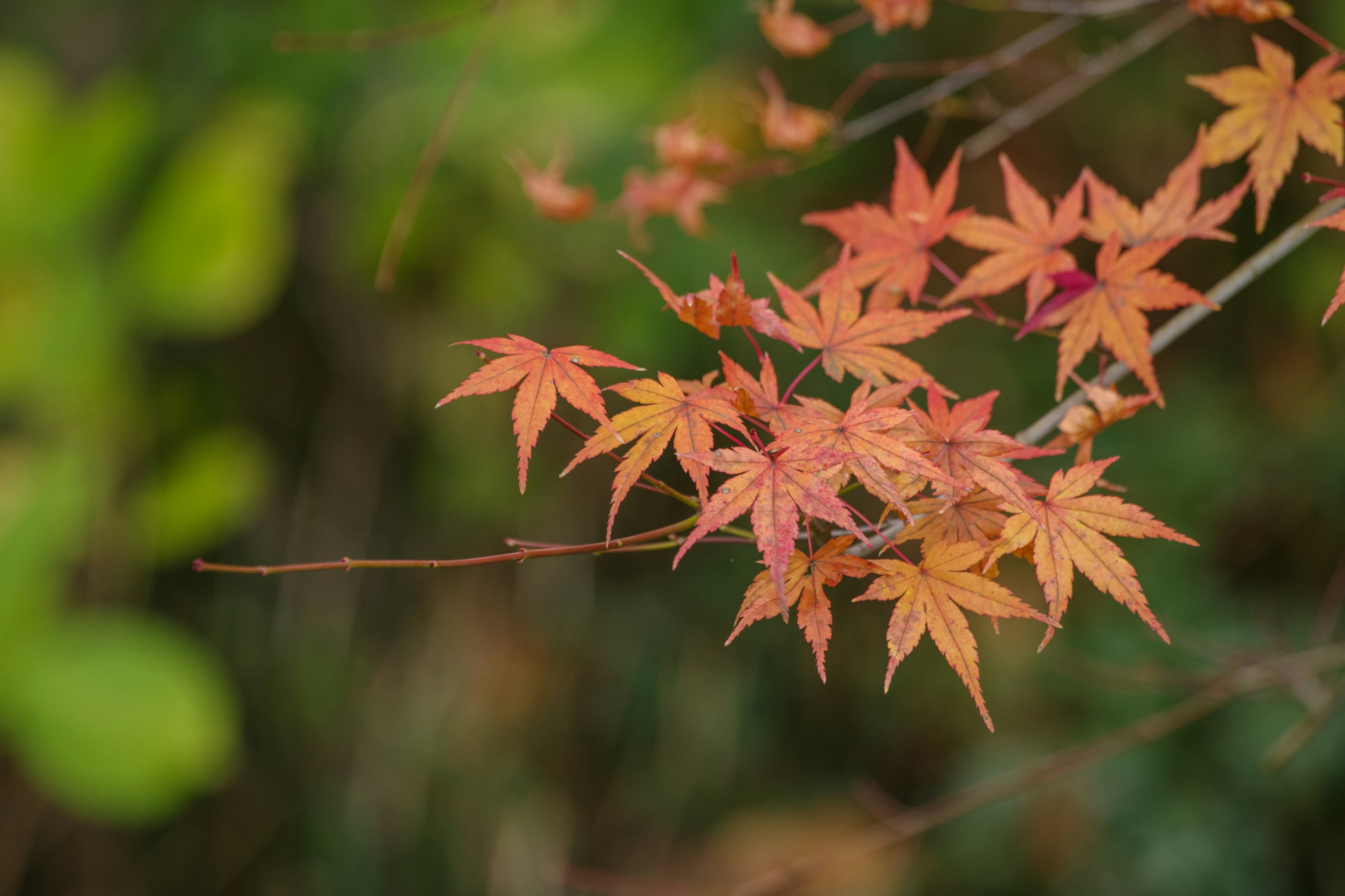 Daun maple berwarna-warni di cabang