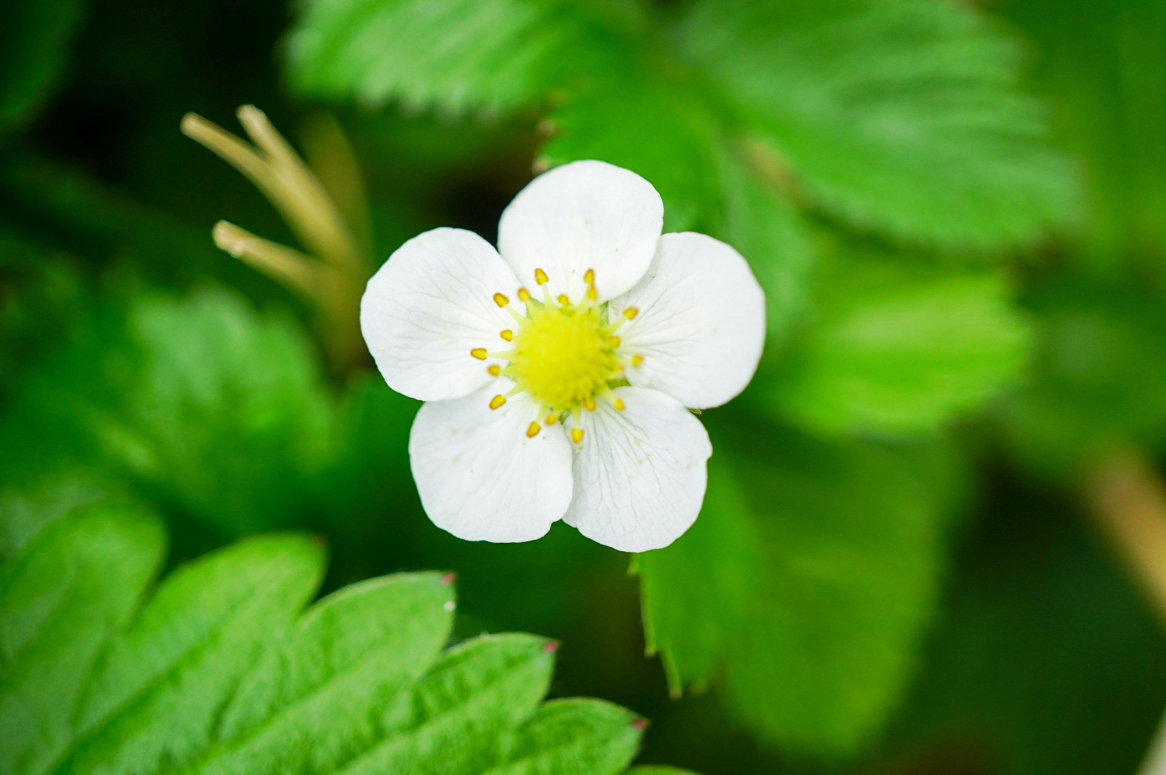 Fleur de fraise avec des pétales blancs et un centre jaune entouré de feuilles vertes