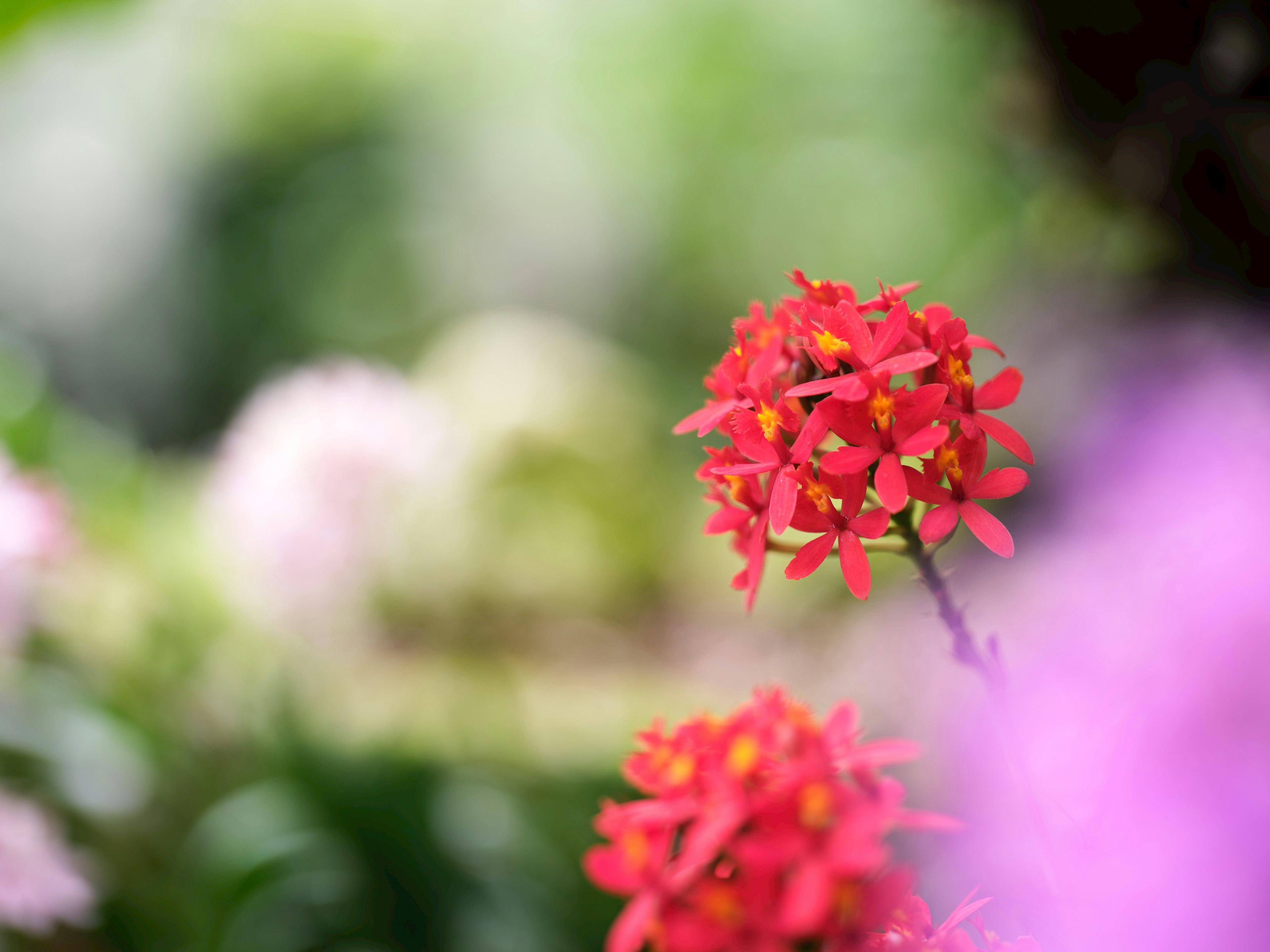 Lebendige rote Blumen blühen in einer schönen Gartenlandschaft