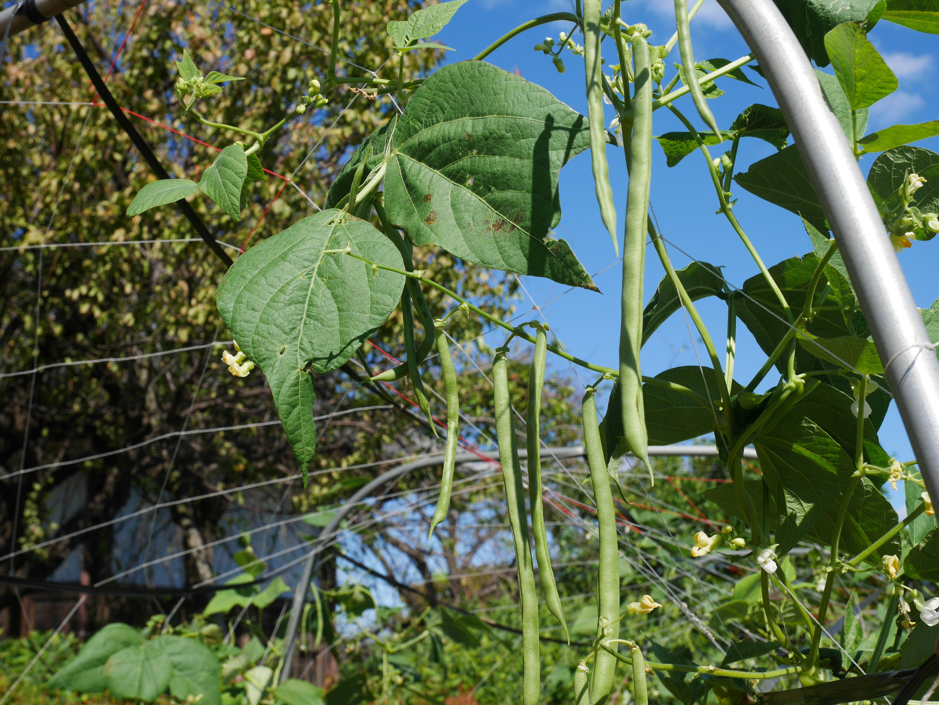 Gartenszene mit grünen Bohnenpflanzen und Schoten vor blauem Himmel