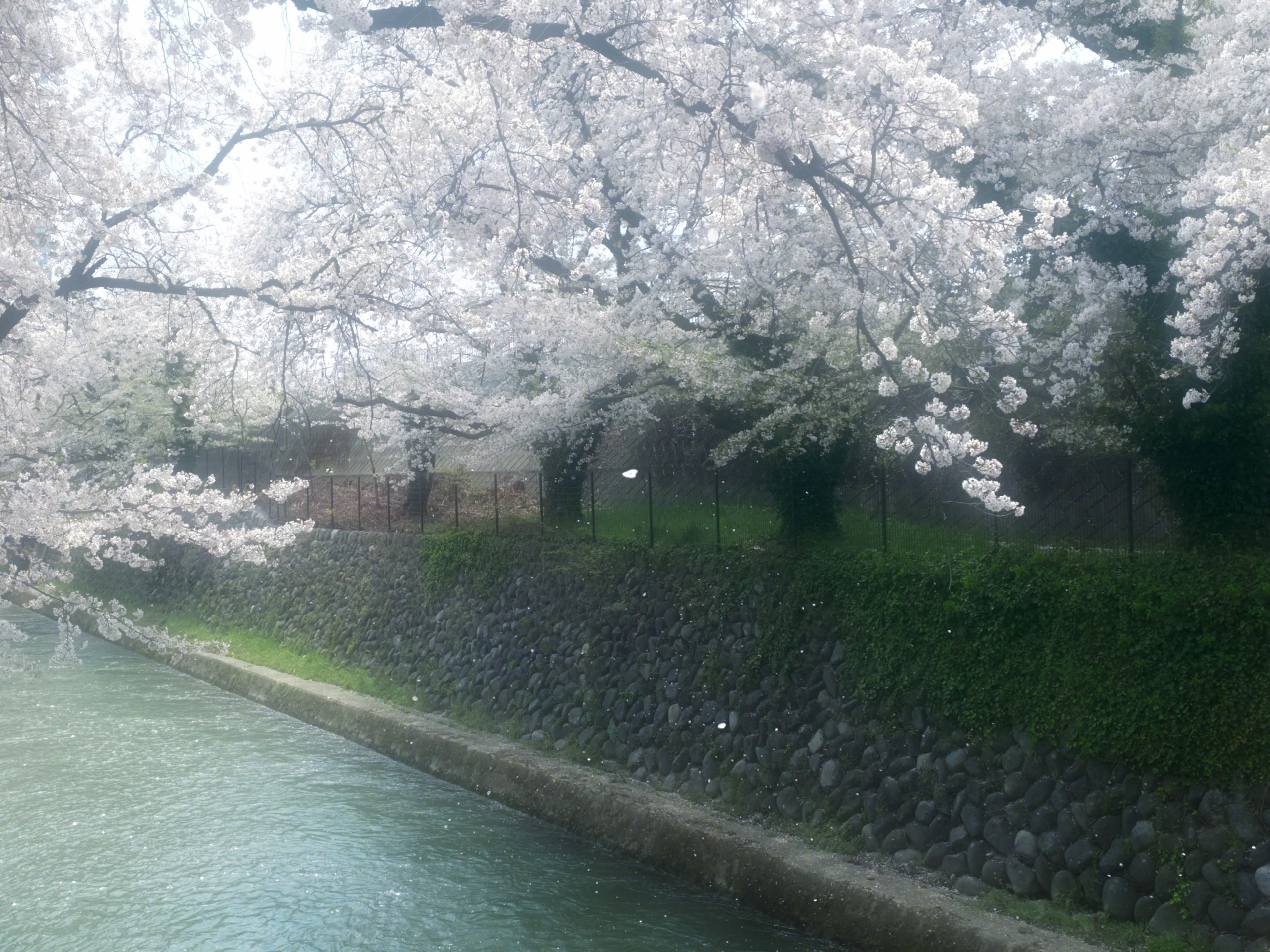 淡い桜の花が水辺に広がる風景