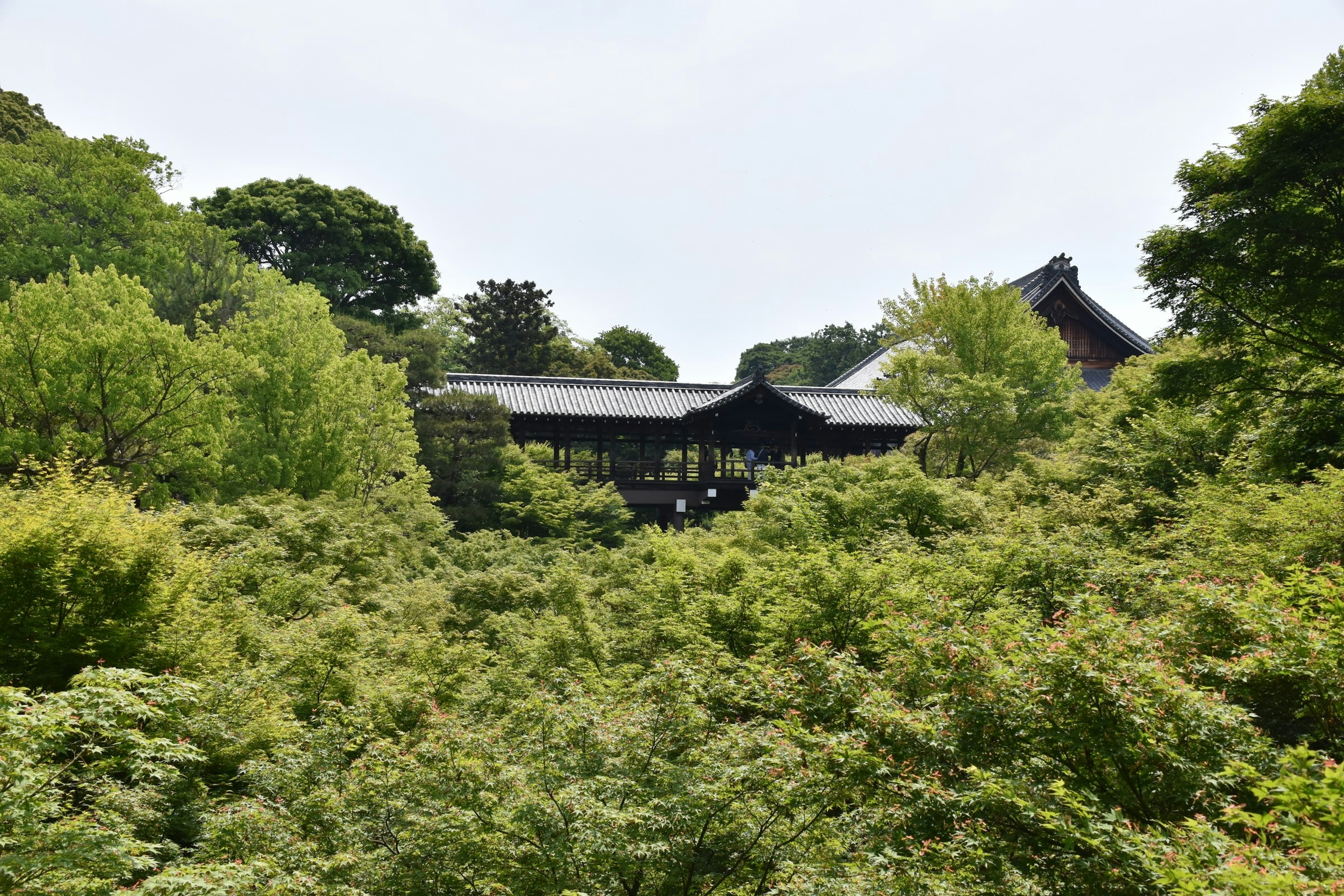 一座被郁郁蔥蔥的樹木環繞的傳統日本建築