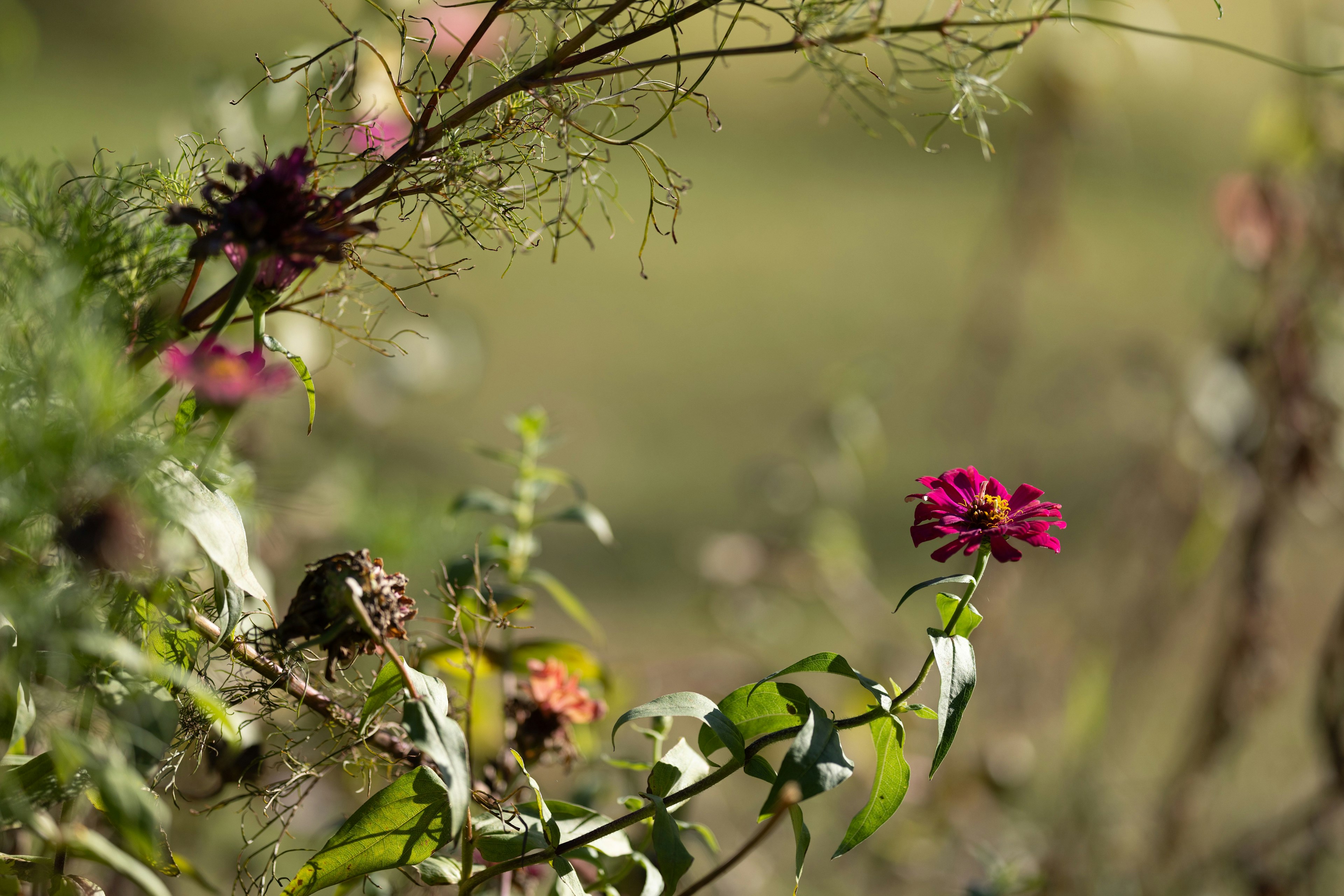 Bunte Blumen blühen in einer natürlichen Umgebung