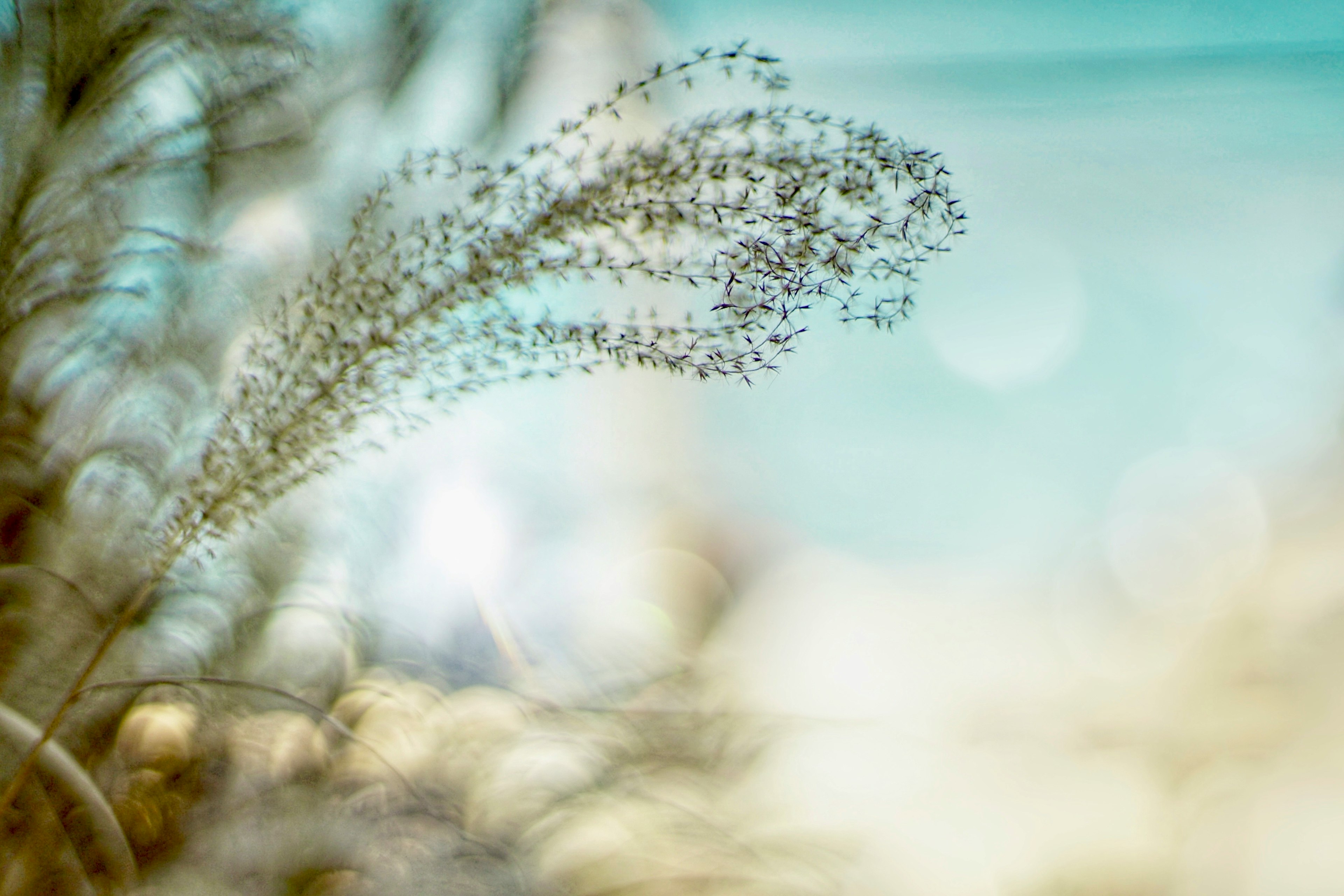 Grass spikes swaying gently under a calm blue sky