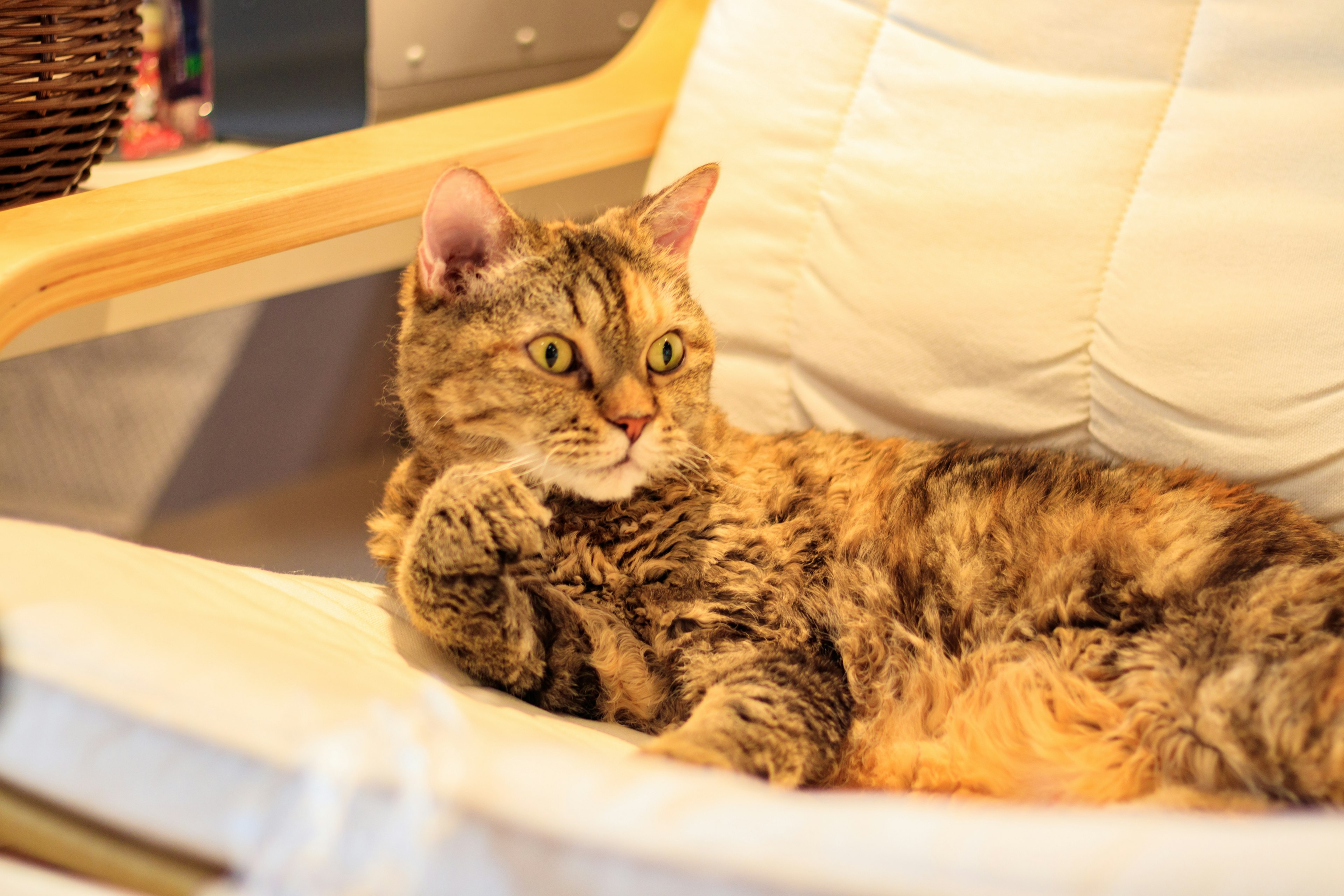 A relaxing cat with distinctive fur color lounging on a cushion