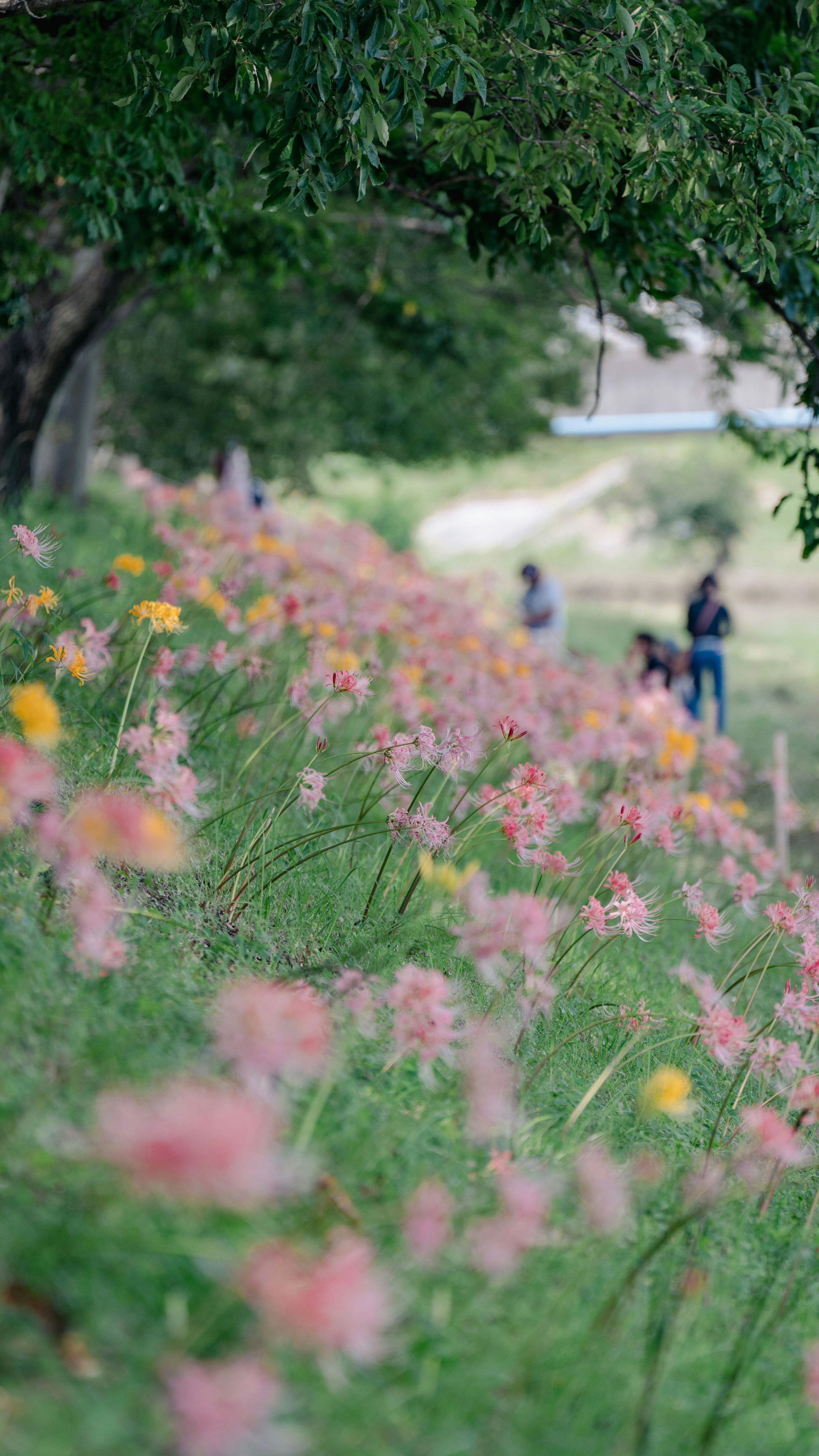 Path lined with colorful flowers and people walking in the background