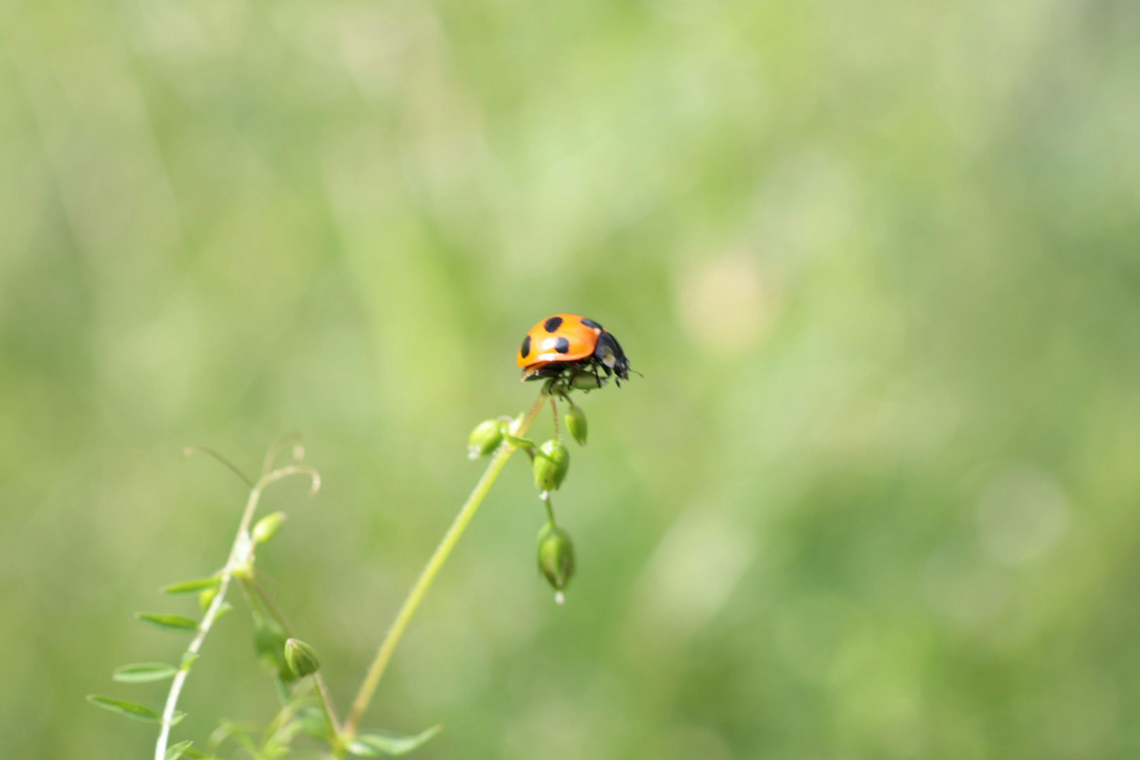 Coccinelle posée sur une petite plante avec un fond vert