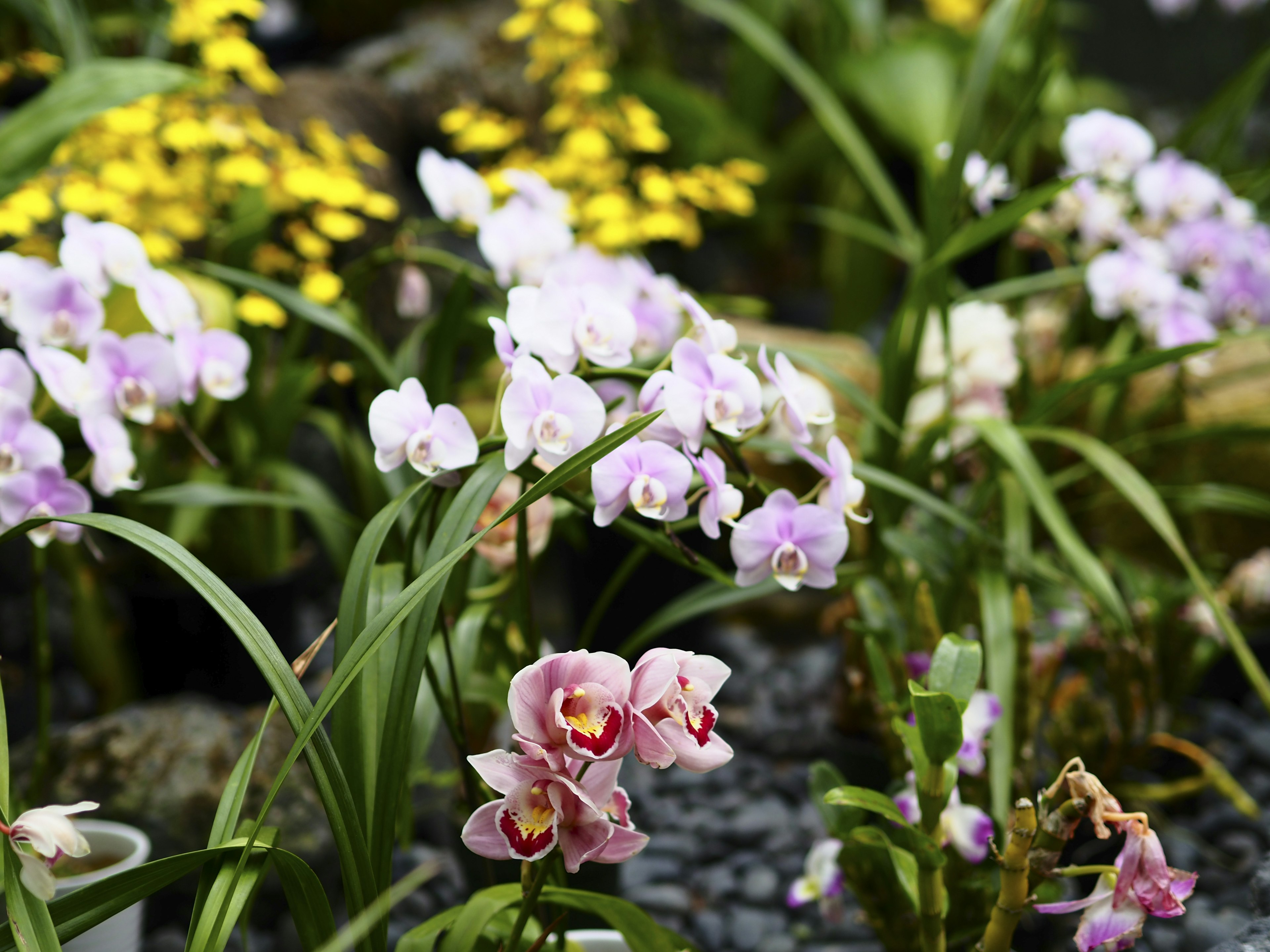 Orchidee colorate che fioriscono in un giardino