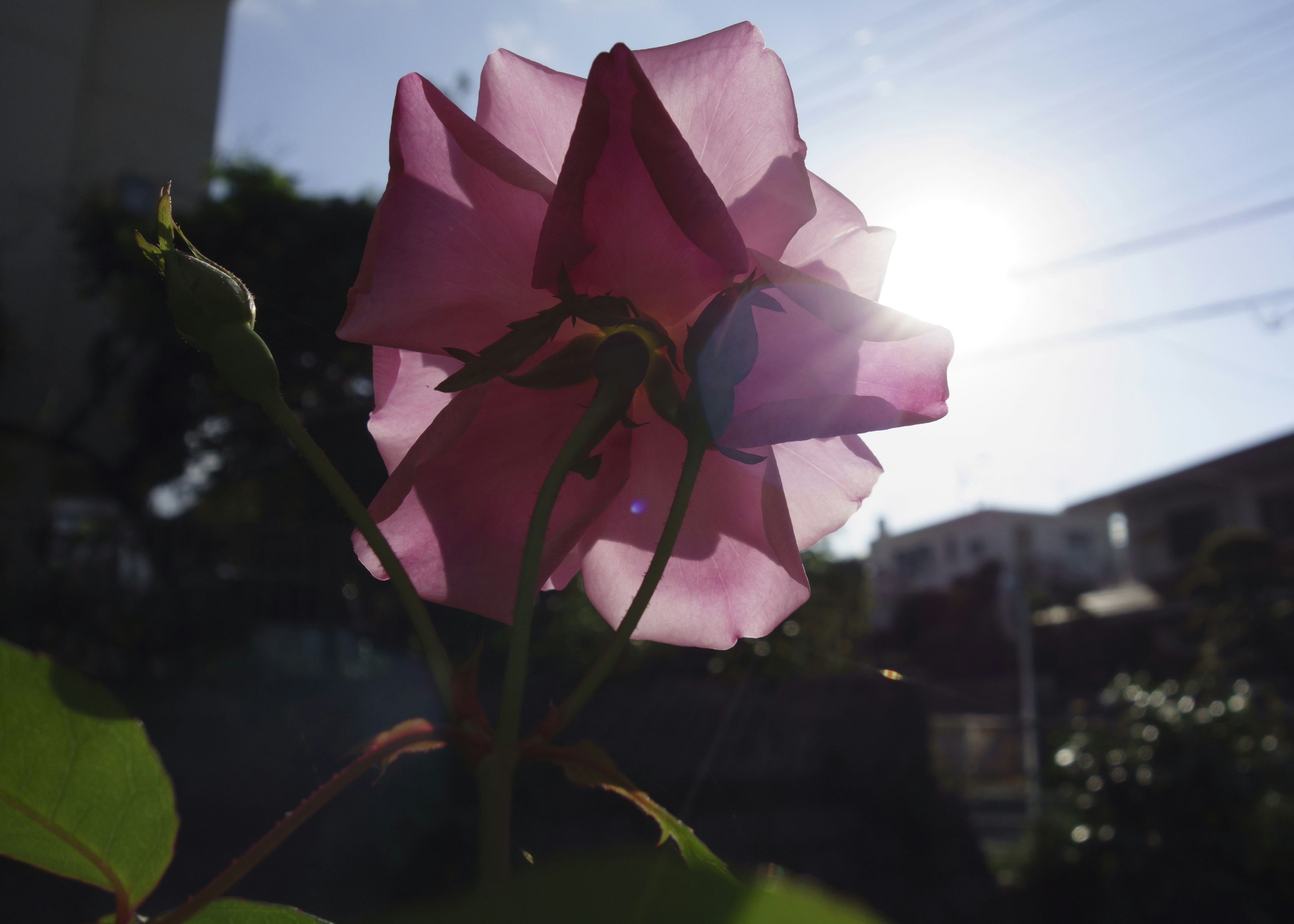 Backlit pink rose flower with leaves surrounding it