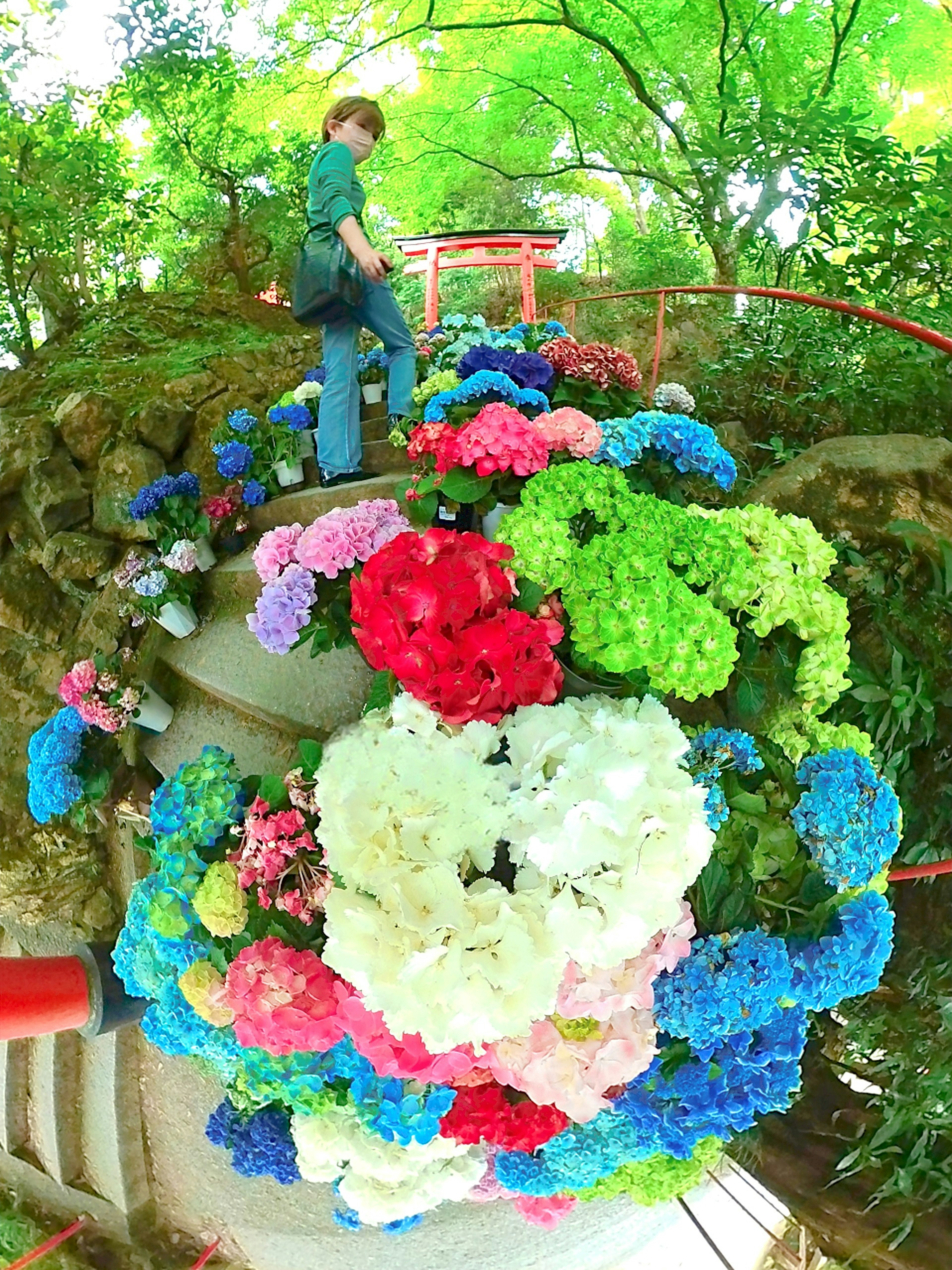 Une personne se tenant au milieu de fleurs d'hortensia colorées