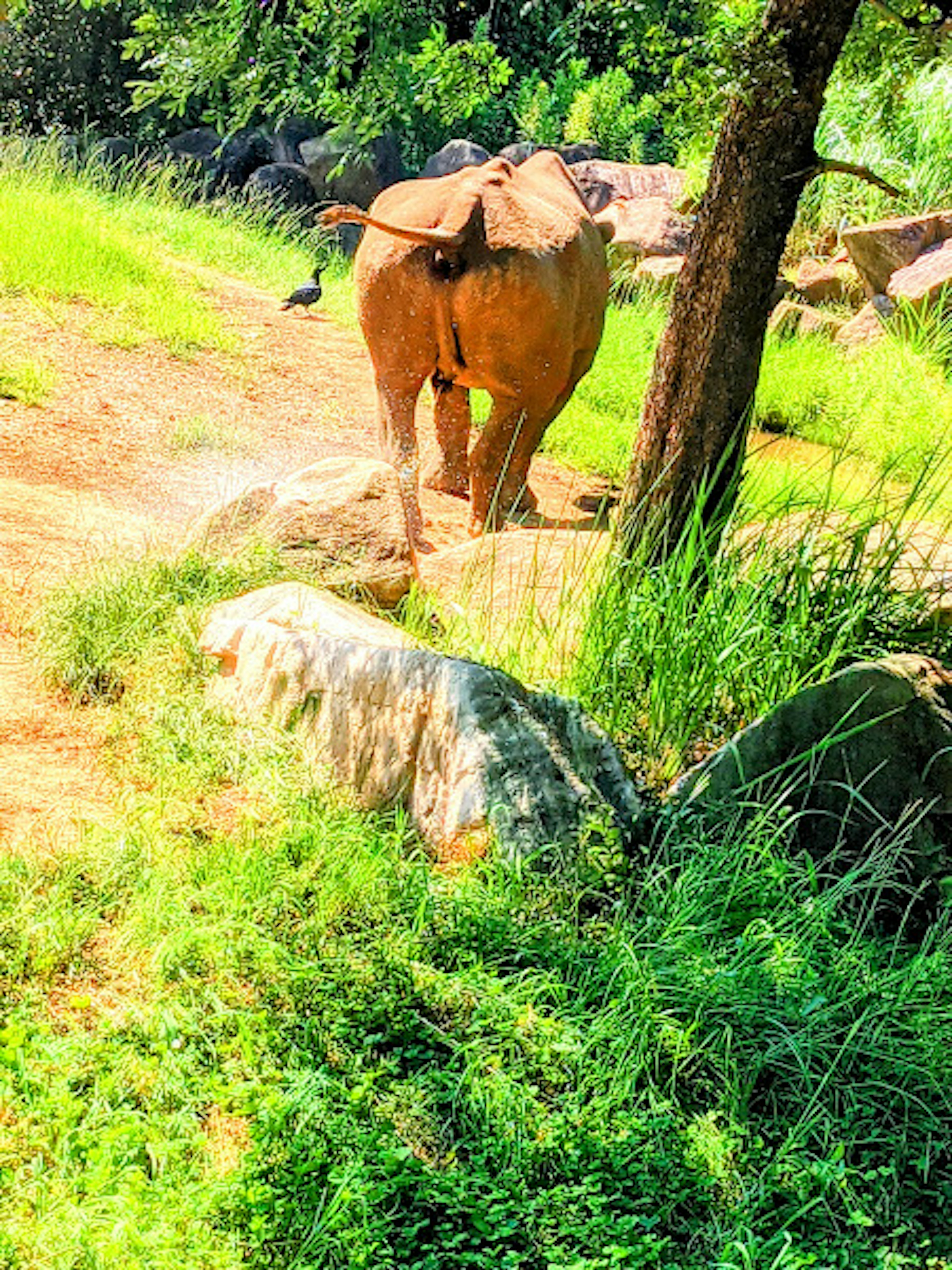 Vache brune dans un pâturage vert avec des rochers