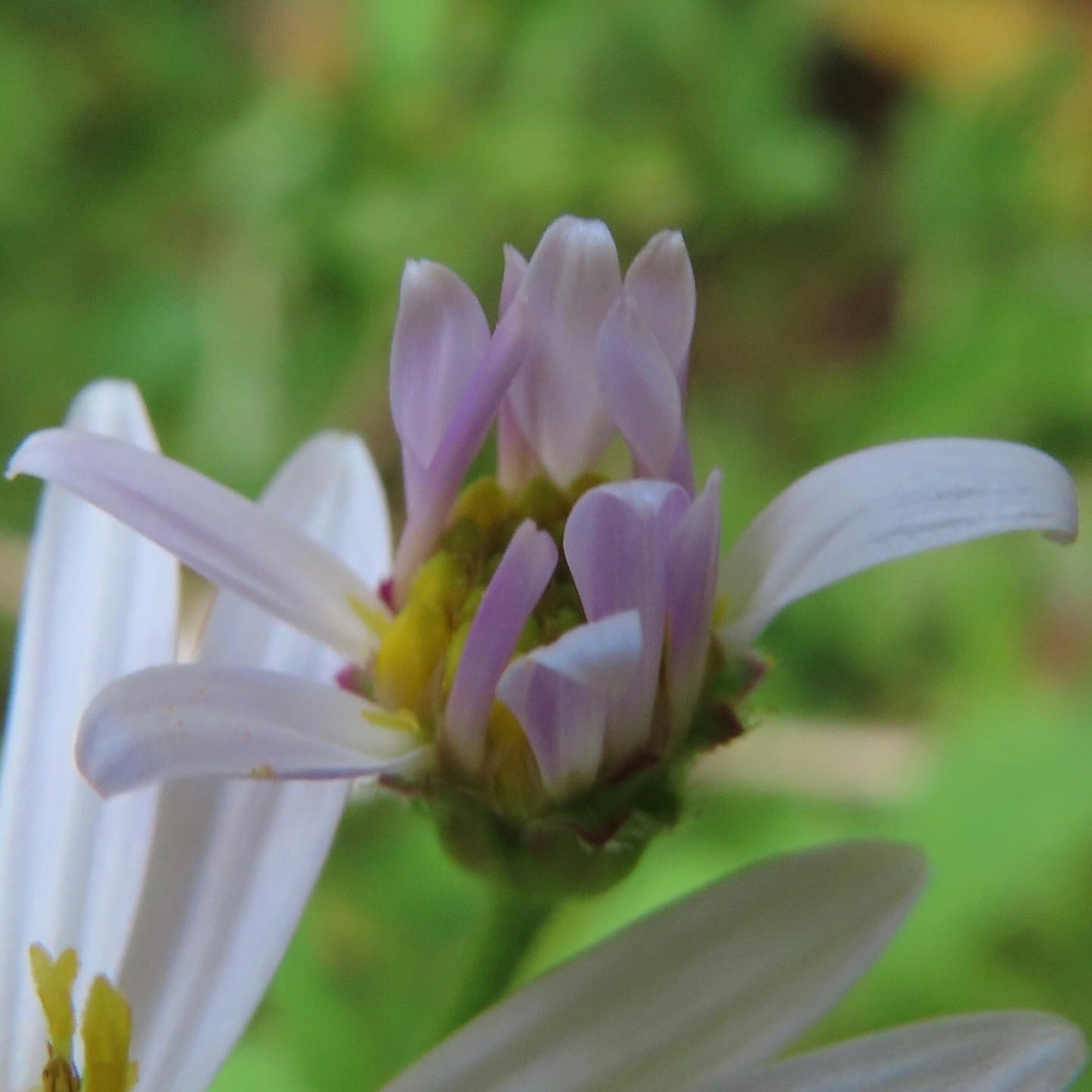 Nahaufnahme einer Blume mit lila Blütenblättern