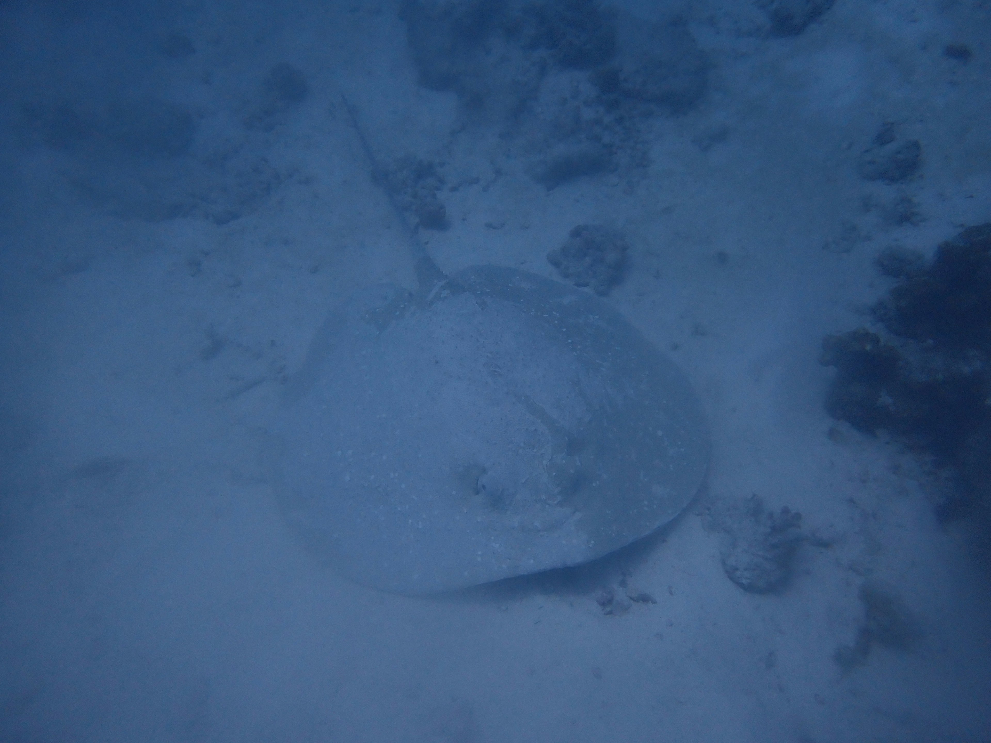 Image of a stingray resting on the sandy ocean floor with a blue hue