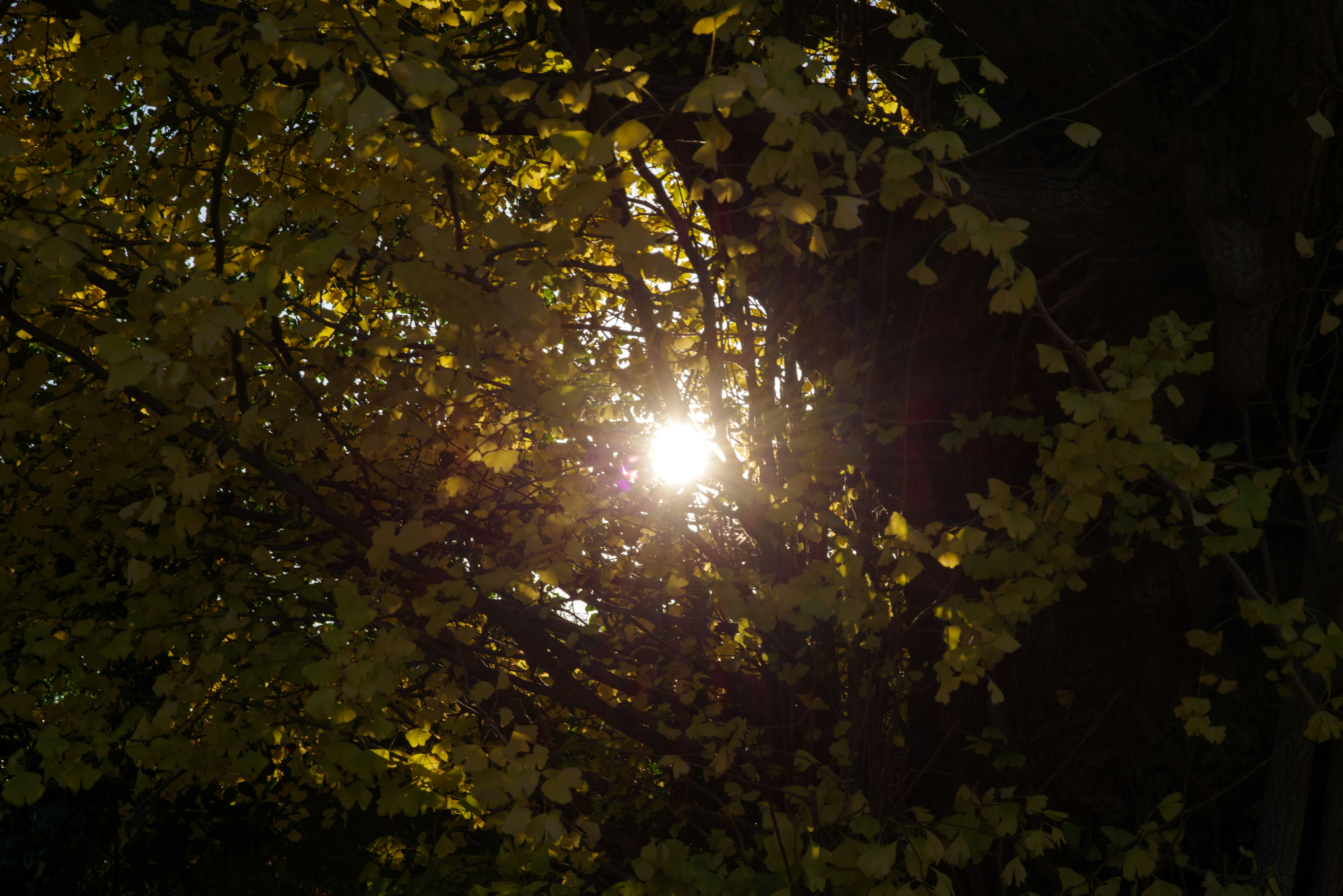 Luce solare che brilla tra foglie gialle