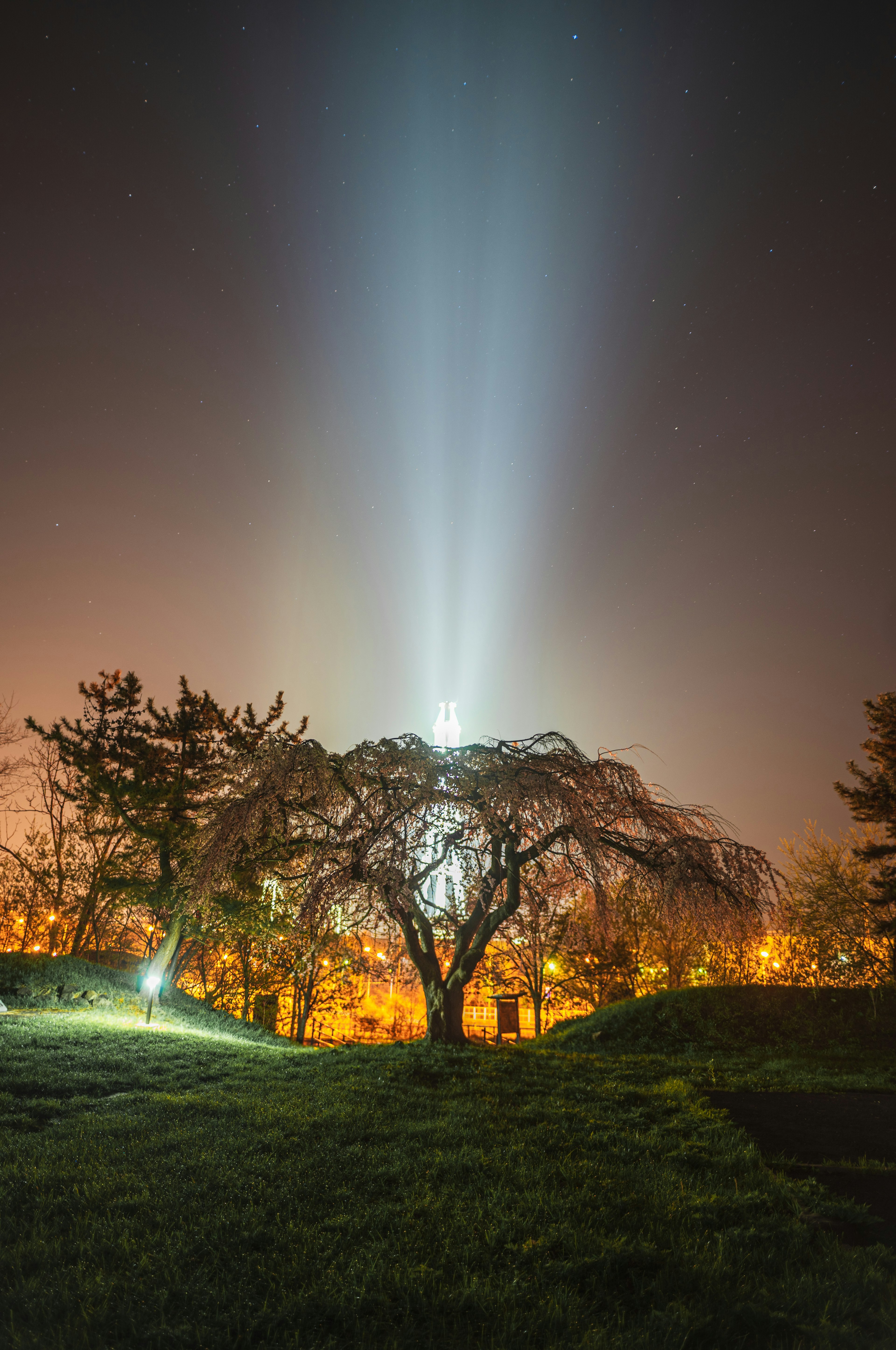 Silhouette of a tree under beams of light in the night sky with surrounding lights