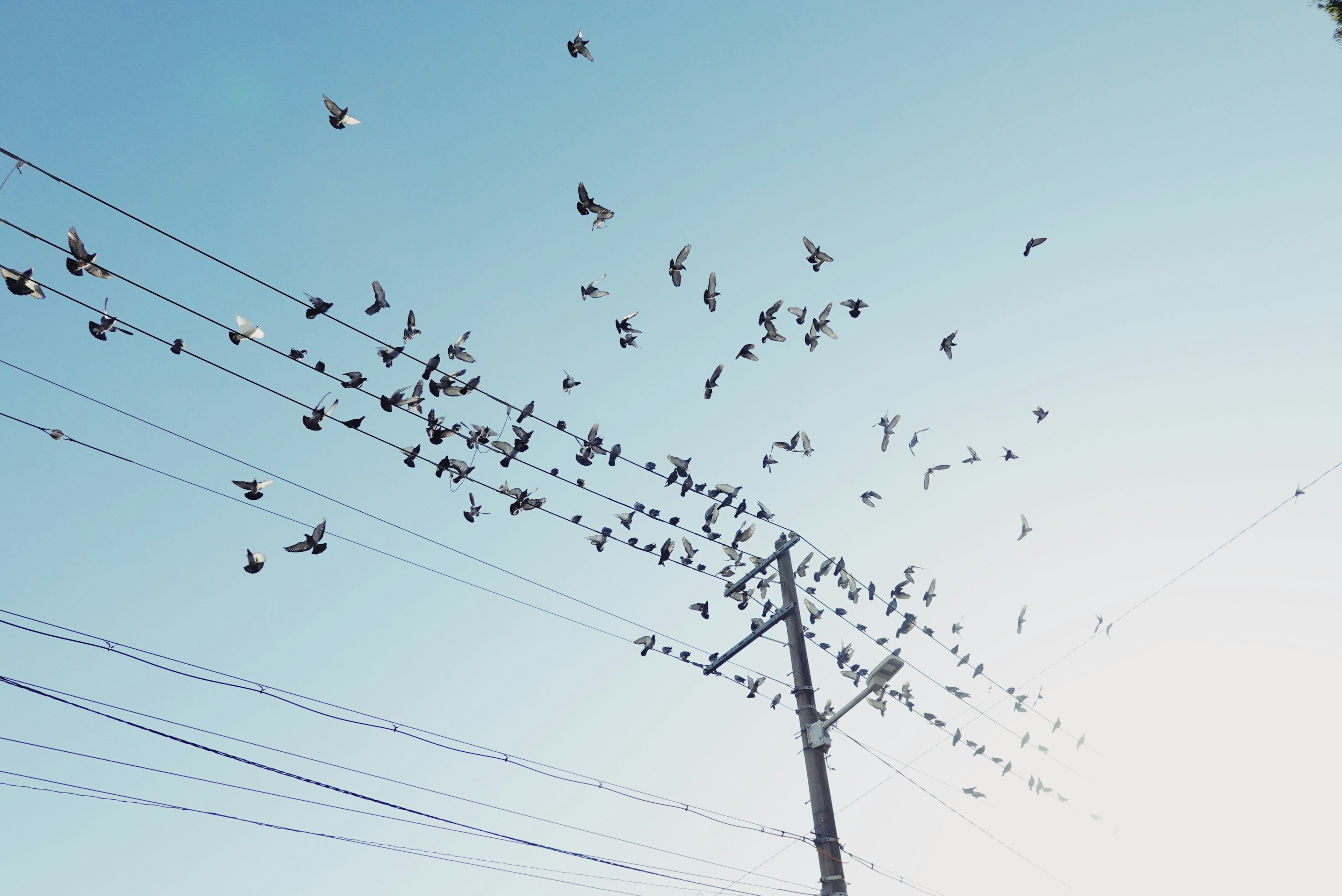 青空の下で電線に止まる鳥たちの群れ