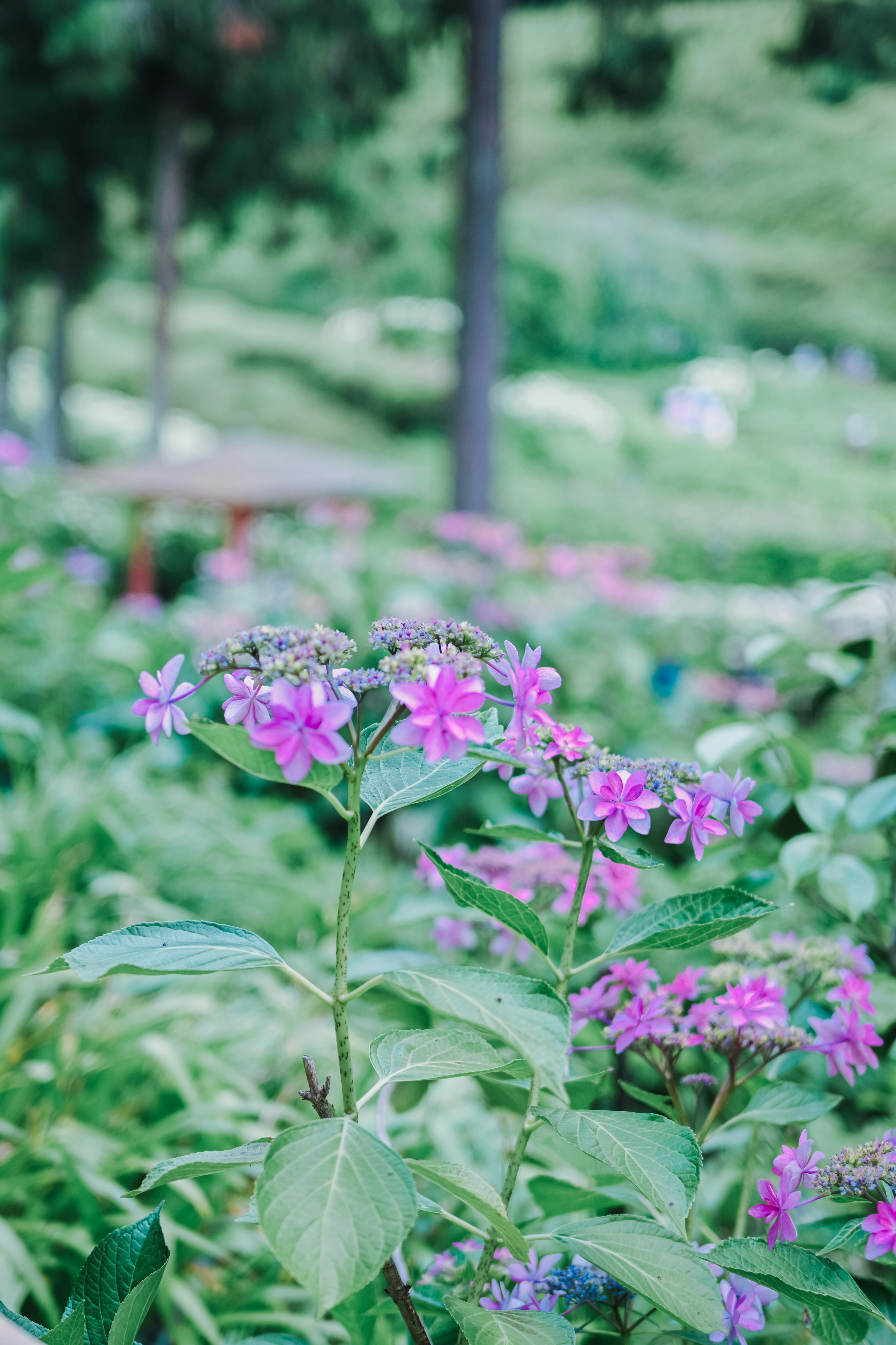 A garden scene with colorful flowers featuring prominent purple blooms