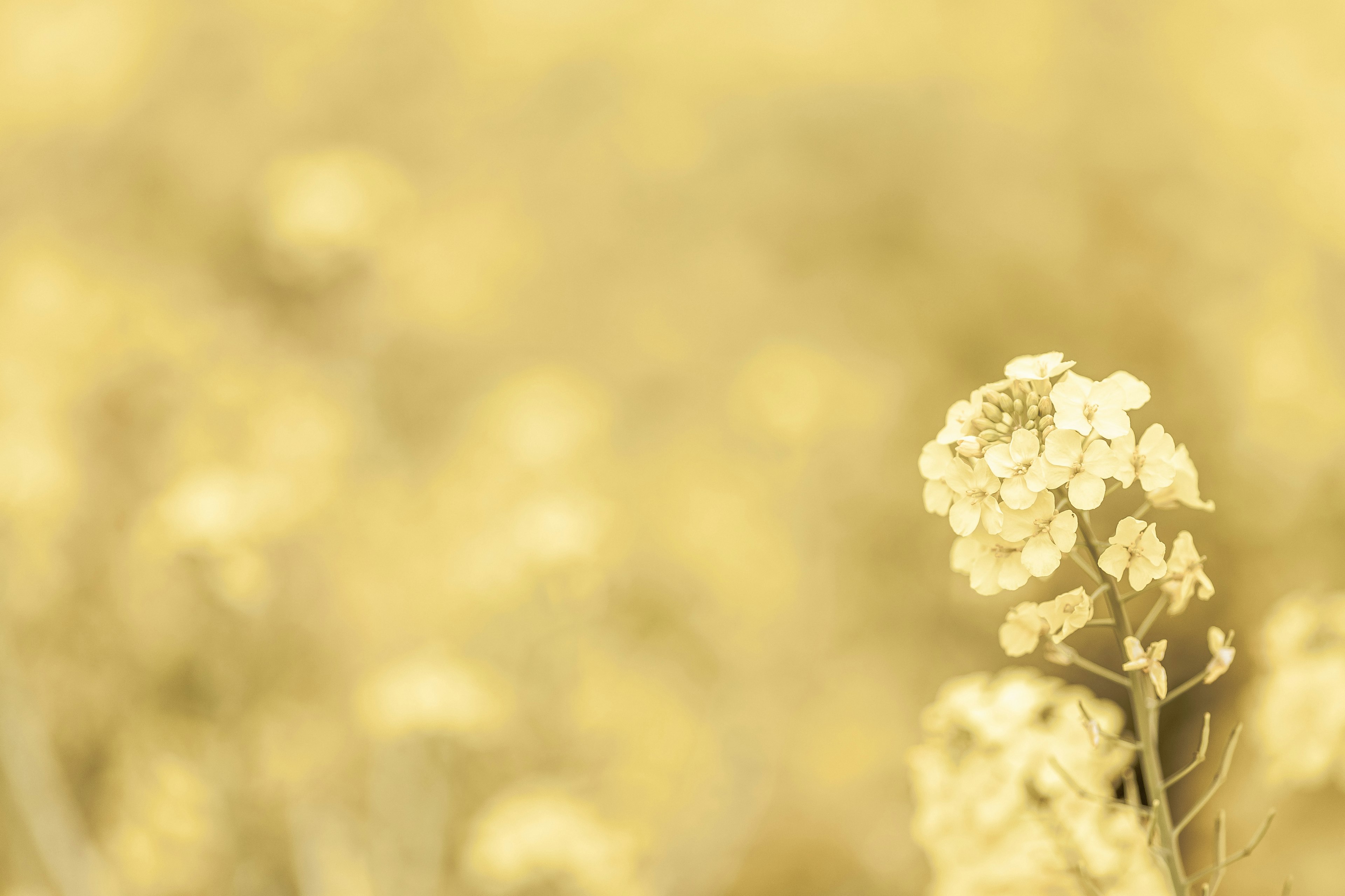 Blurred background of a field with blooming yellow flowers