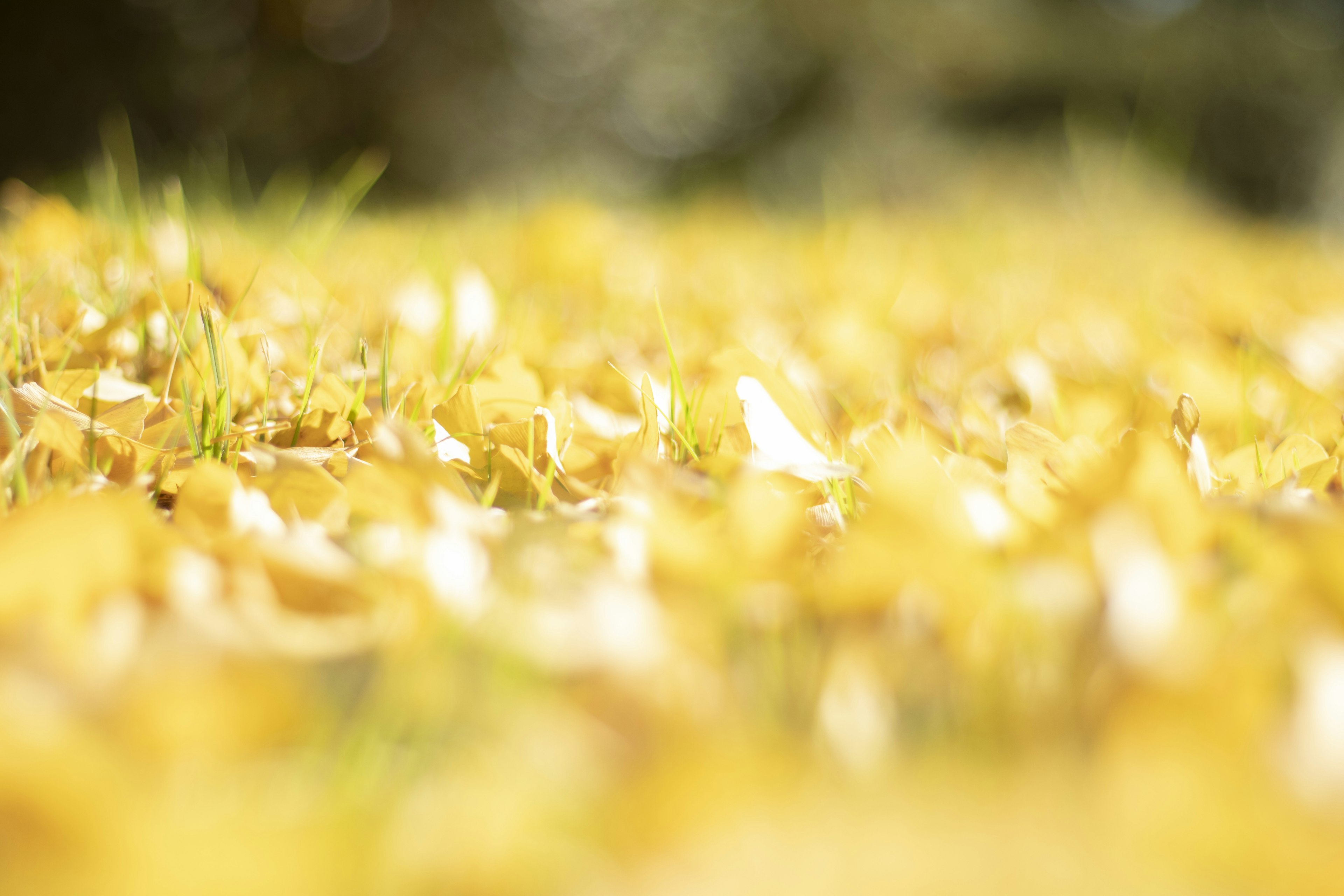 Gros plan sur un sol recouvert de feuilles jaunes tombées