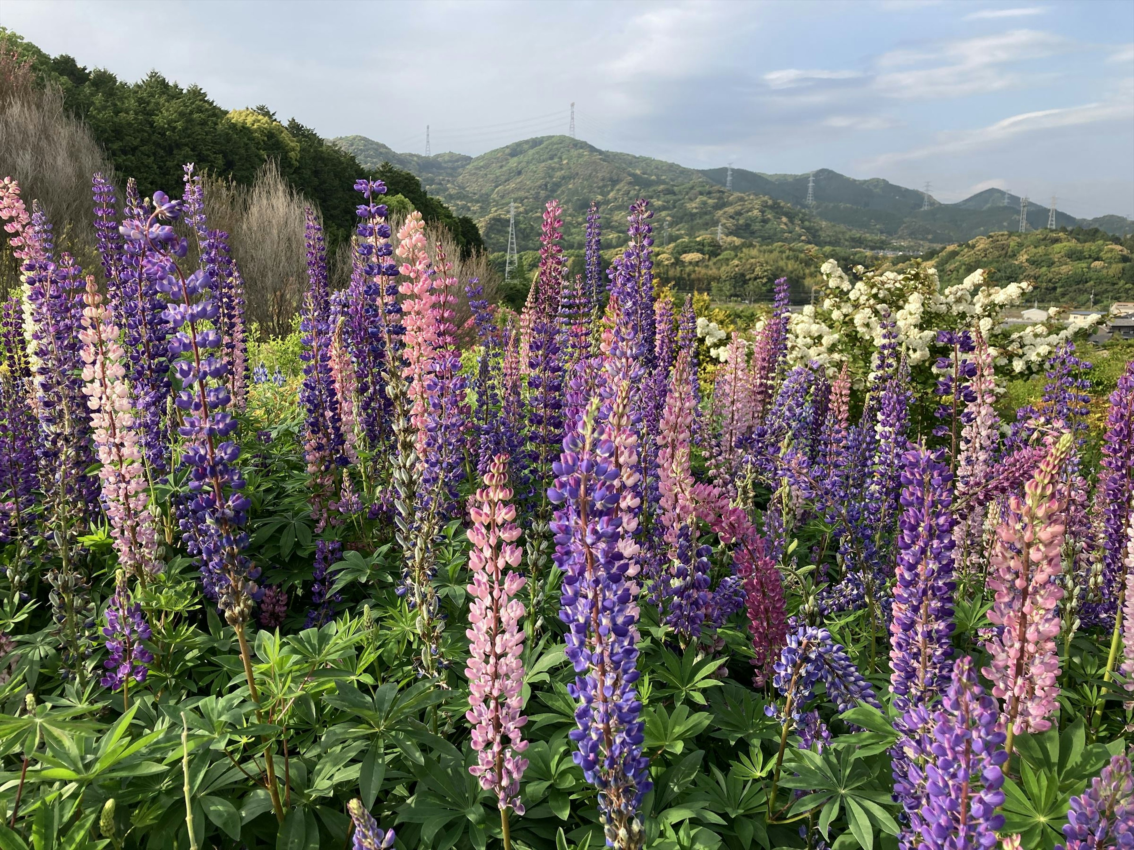 Un campo vibrante de flores de lupino moradas y rosas con follaje verde y montañas a lo lejos