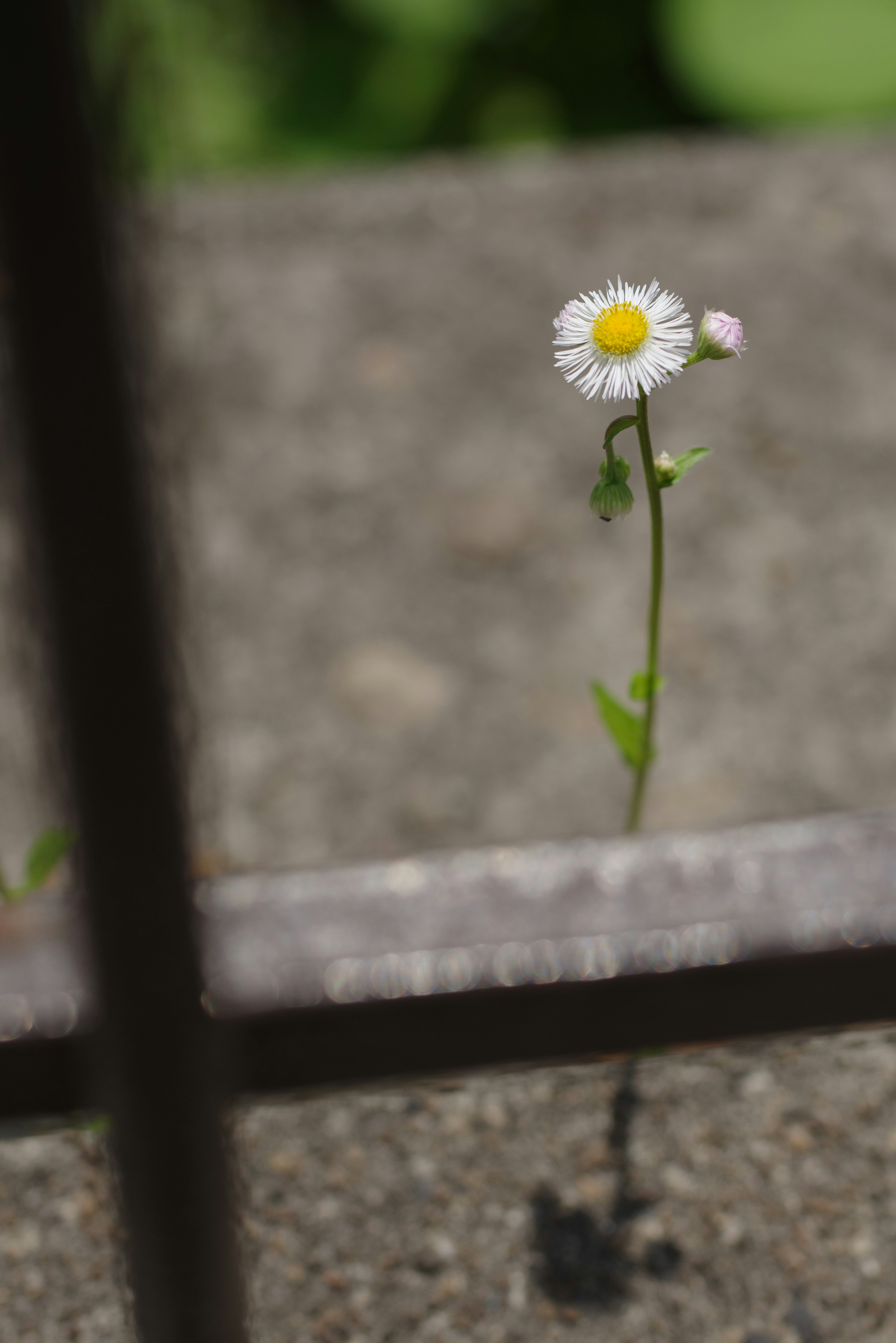 A small white flower growing through a gap in a metal fence