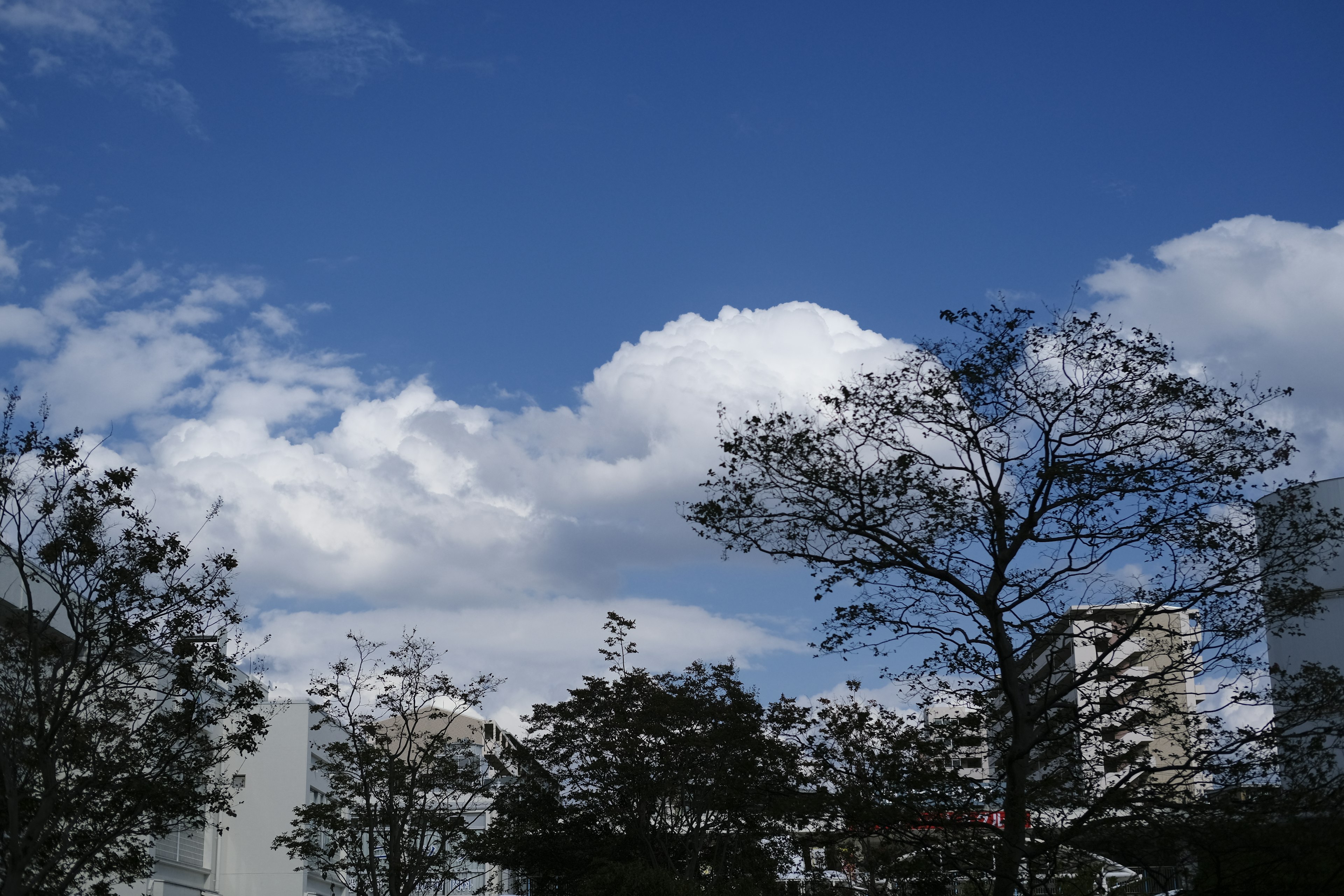 Langit biru dengan awan putih dan siluet pohon