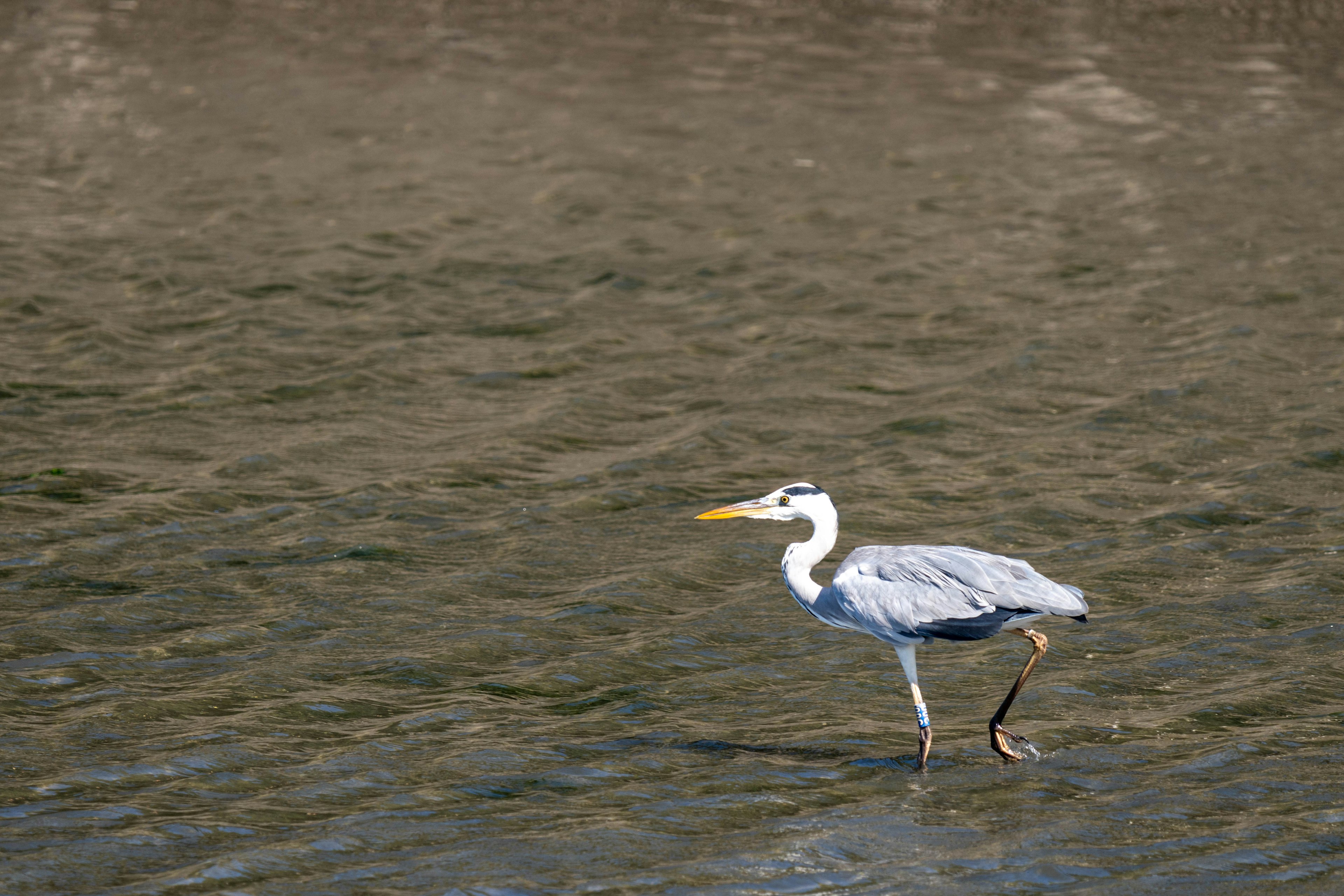 Ein Reiher, der im flachen Wasser läuft