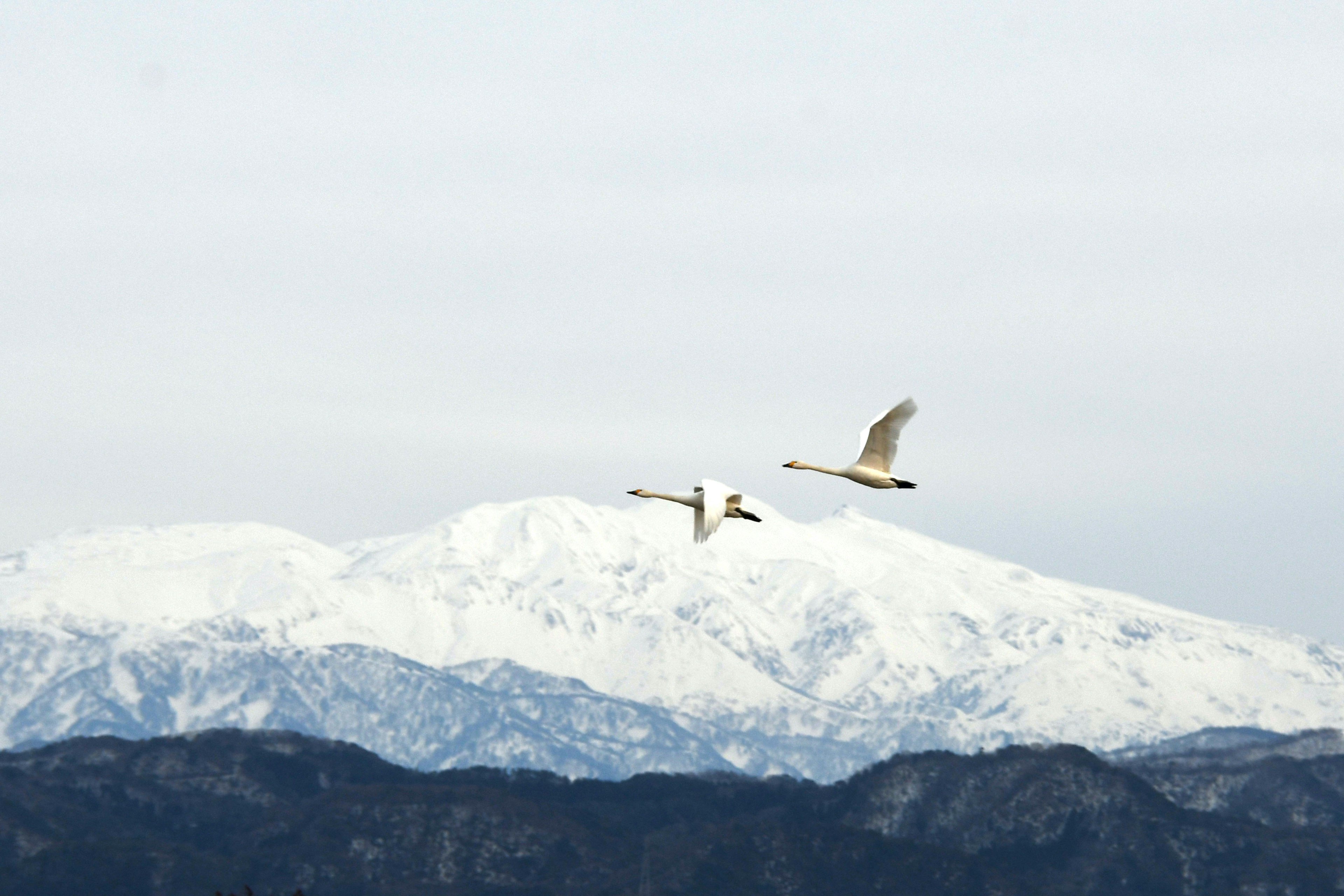 Pair of swans flying against a backdrop of snow-covered mountains