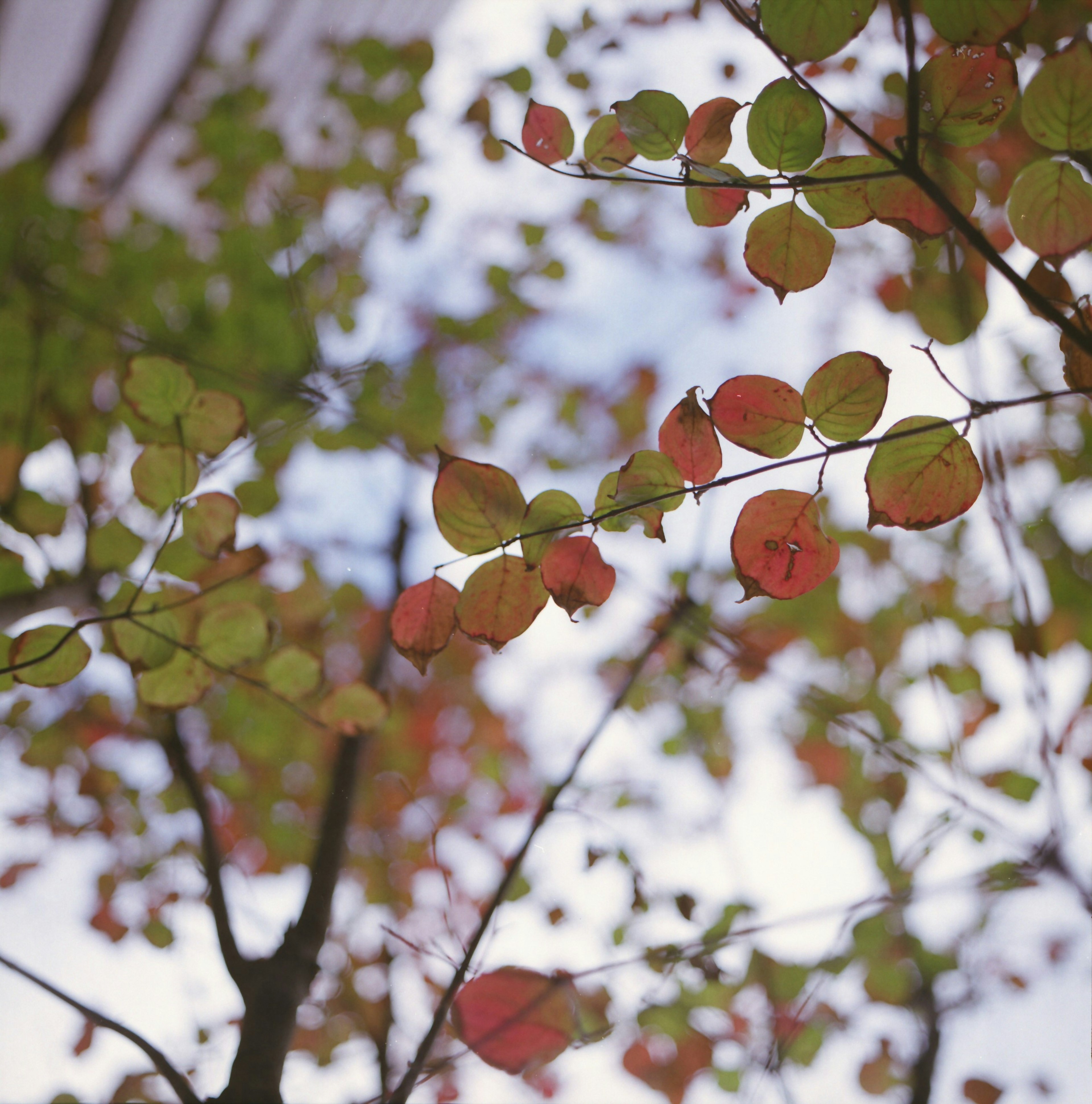 Hojas de otoño coloridas en ramas contra un cielo azul