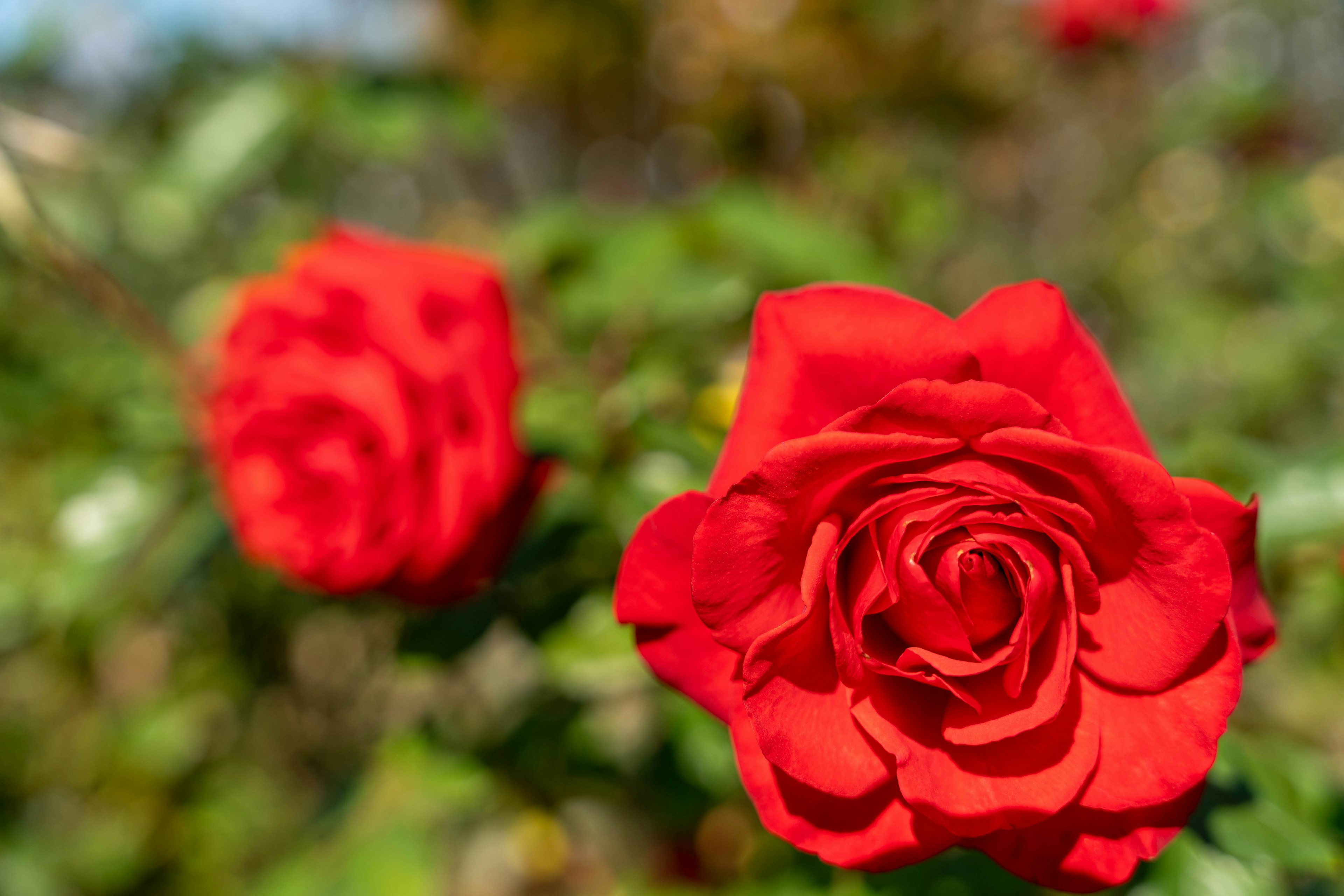 赤いバラの花が咲いている背景のぼやけた画像