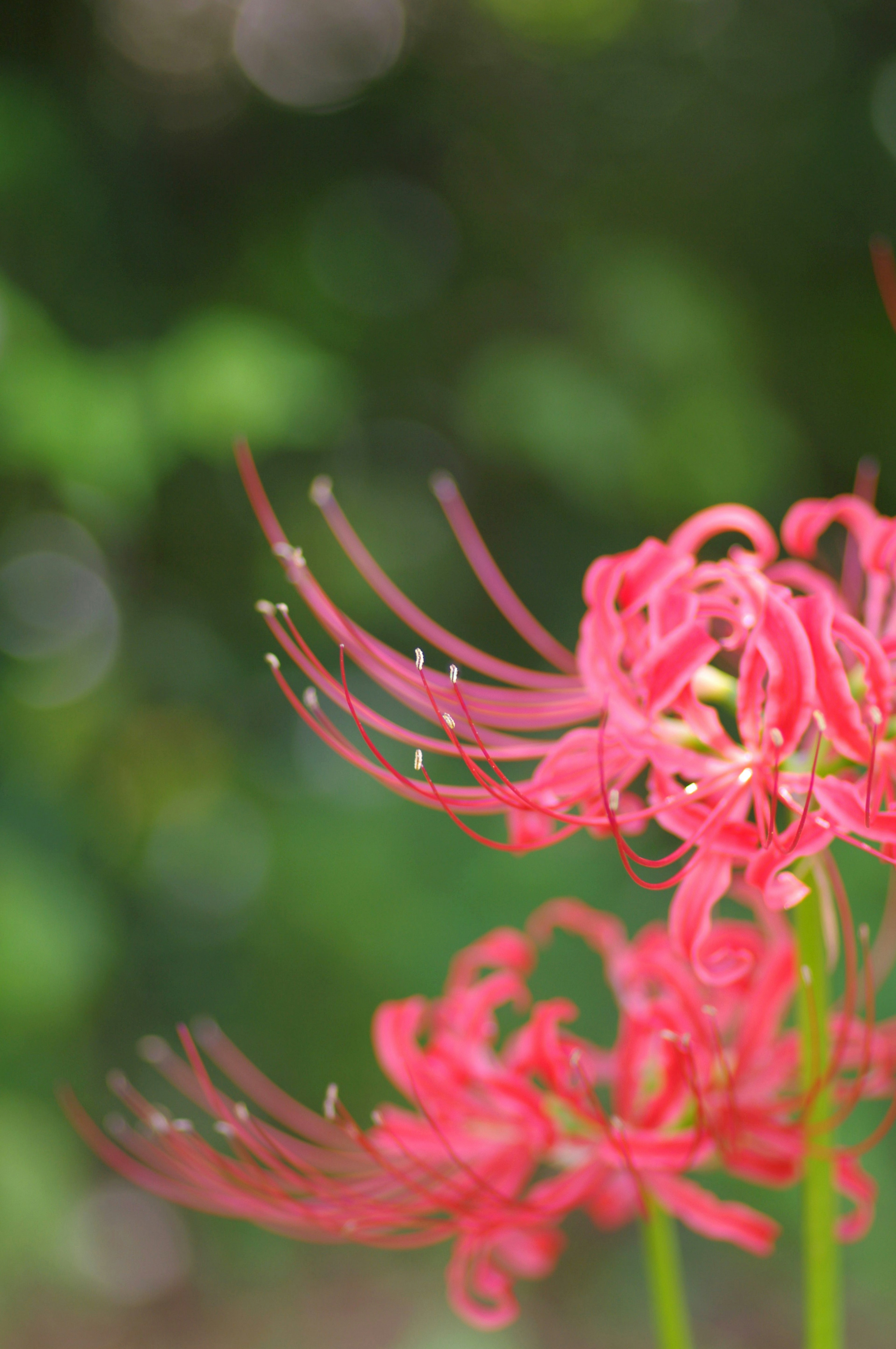 Rote Spinnenlilien blühen mit grünem Hintergrund