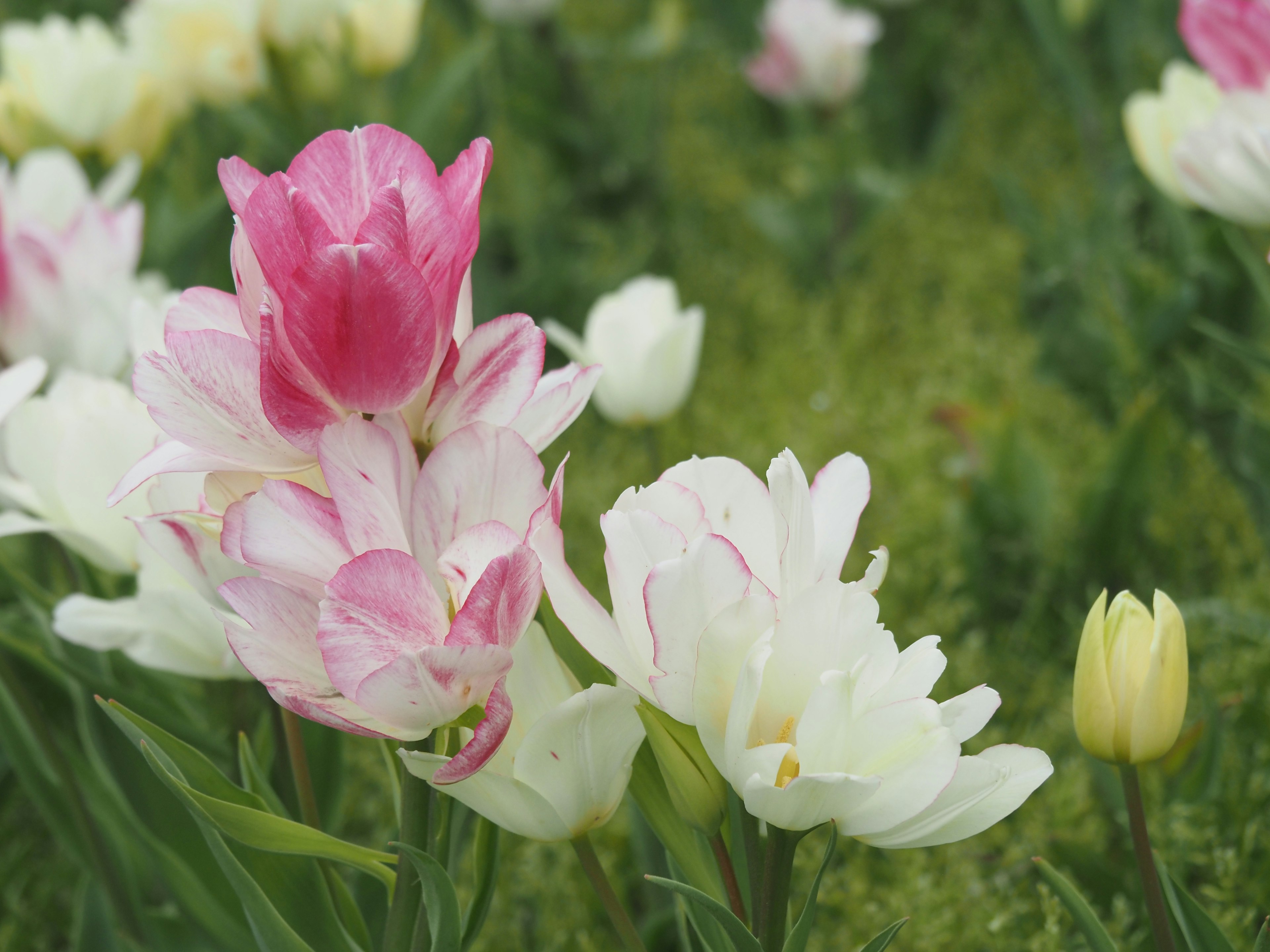 Bunte Tulpen blühen in einem Garten