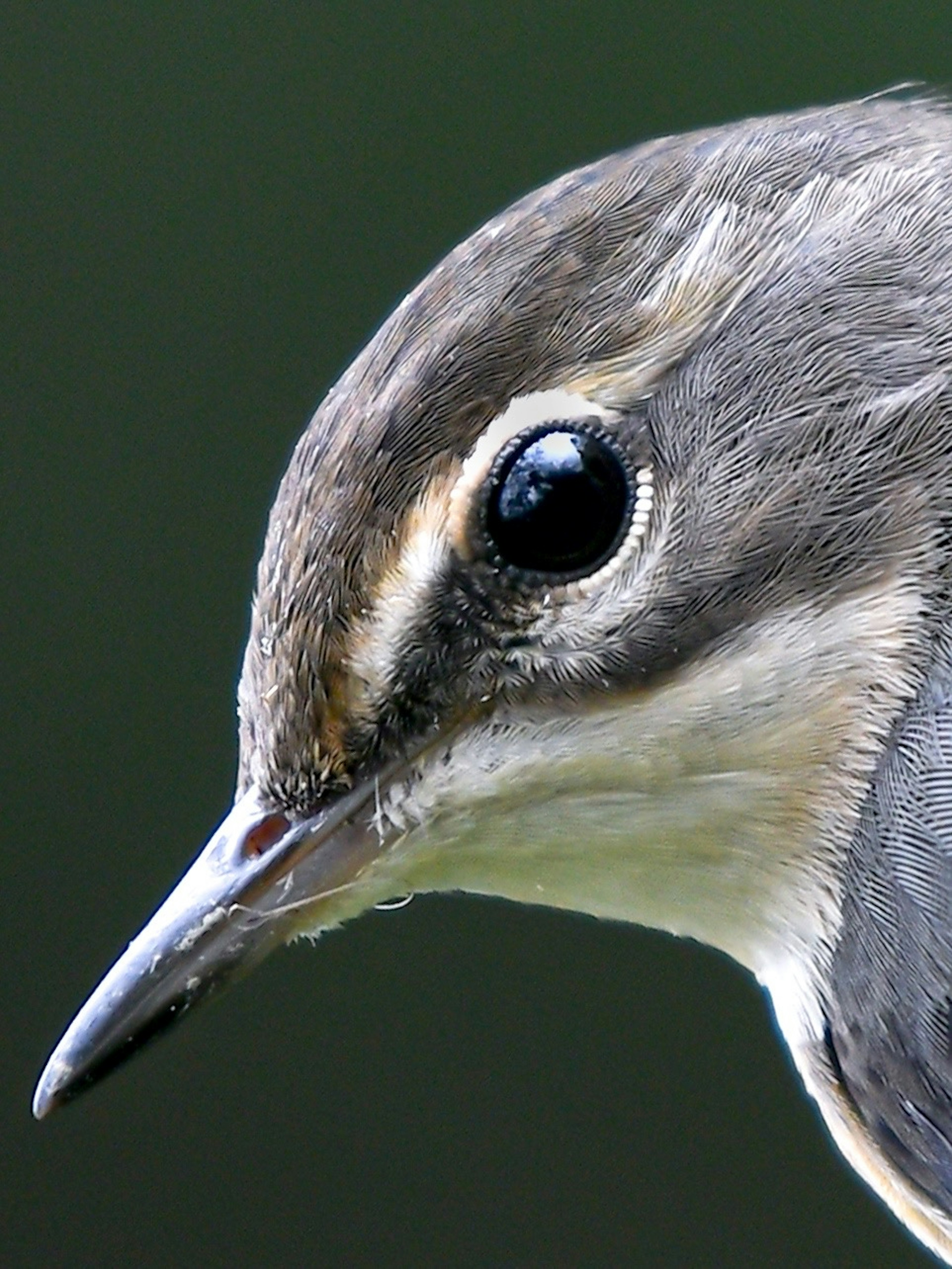 鳥の顔のクローズアップ 明るい目と滑らかな羽毛が特徴