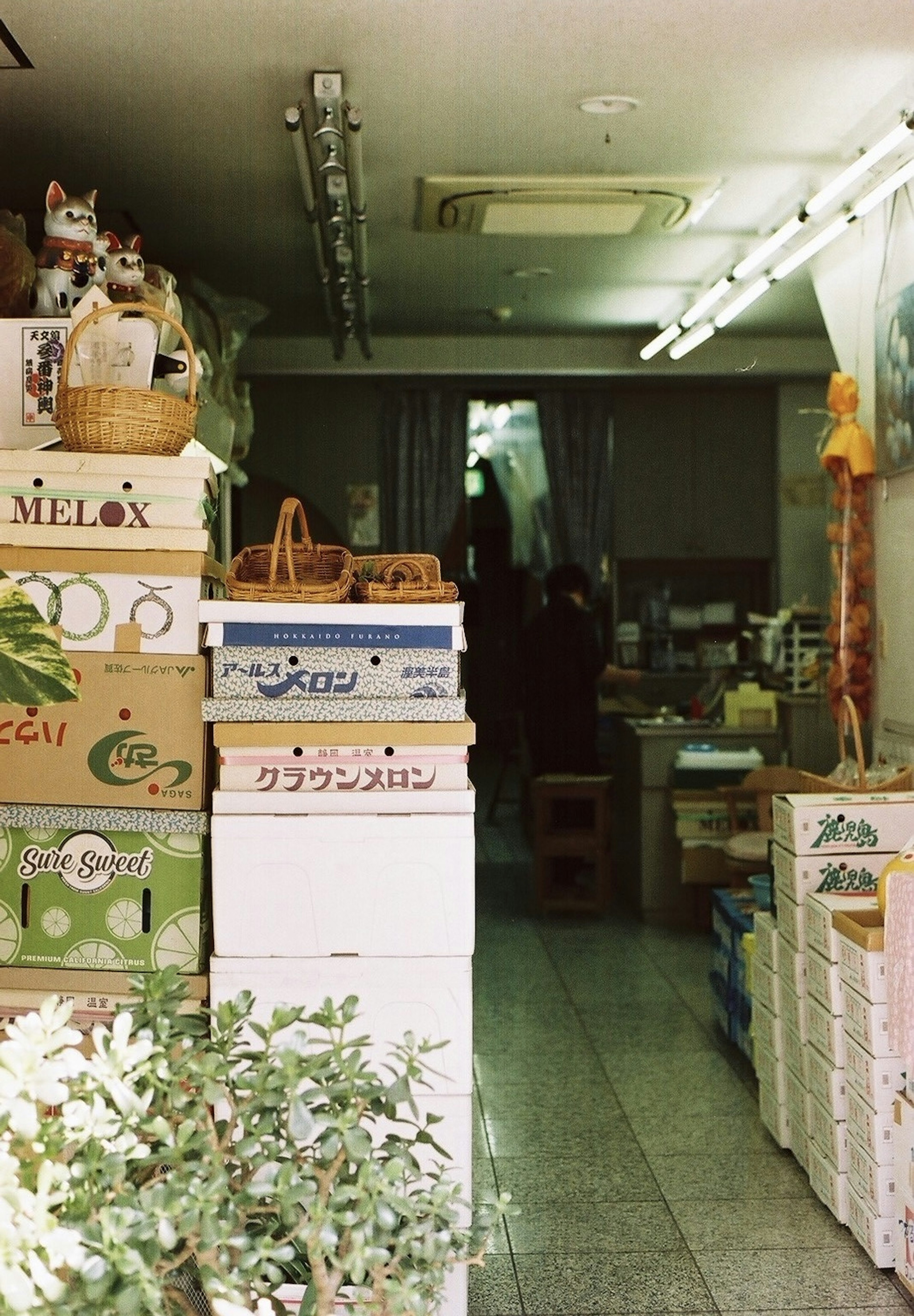 箱が積まれた小さな店の内部 明るい照明と緑の植物が特徴