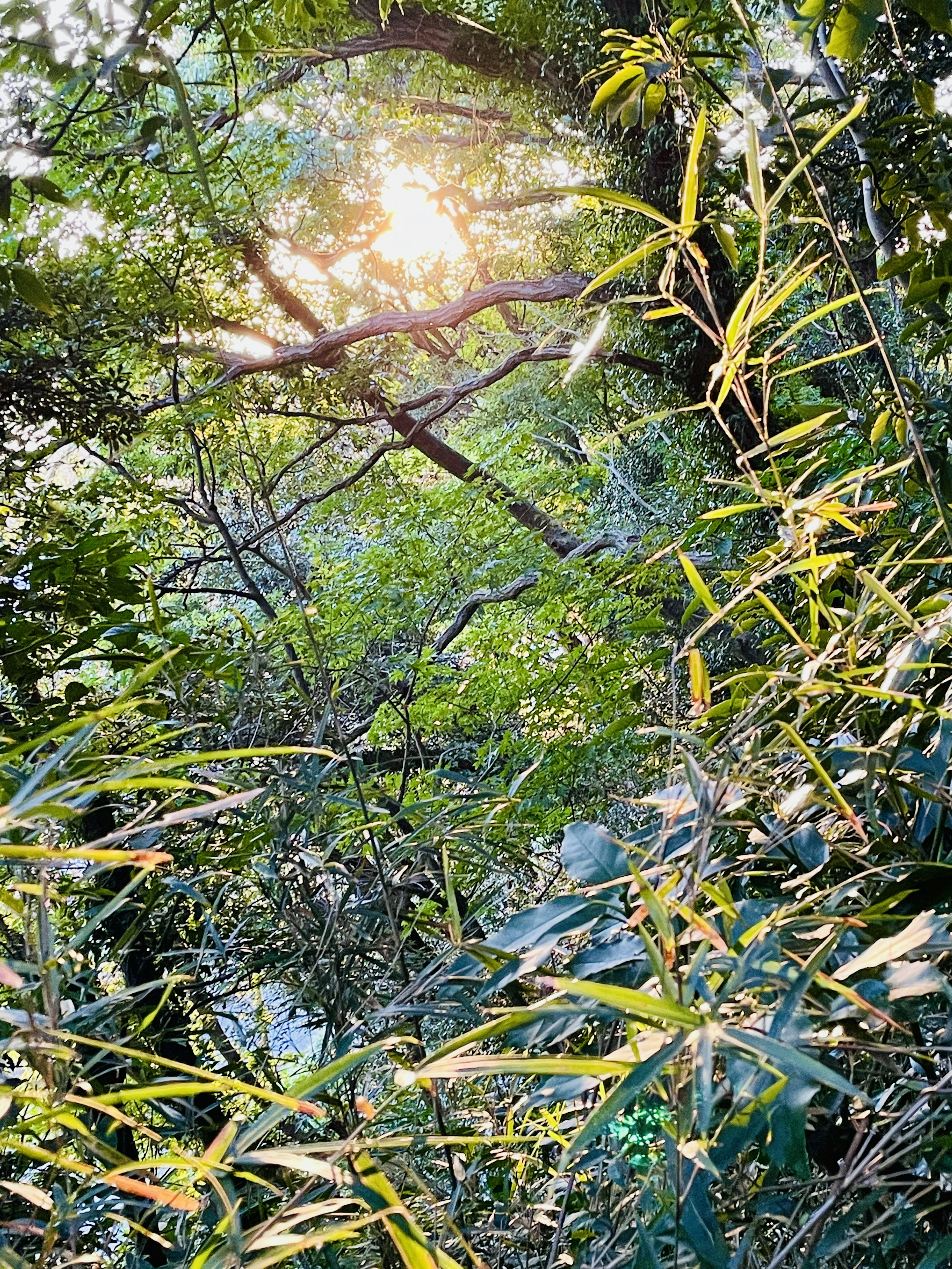 Sunlight streaming through a lush bamboo forest