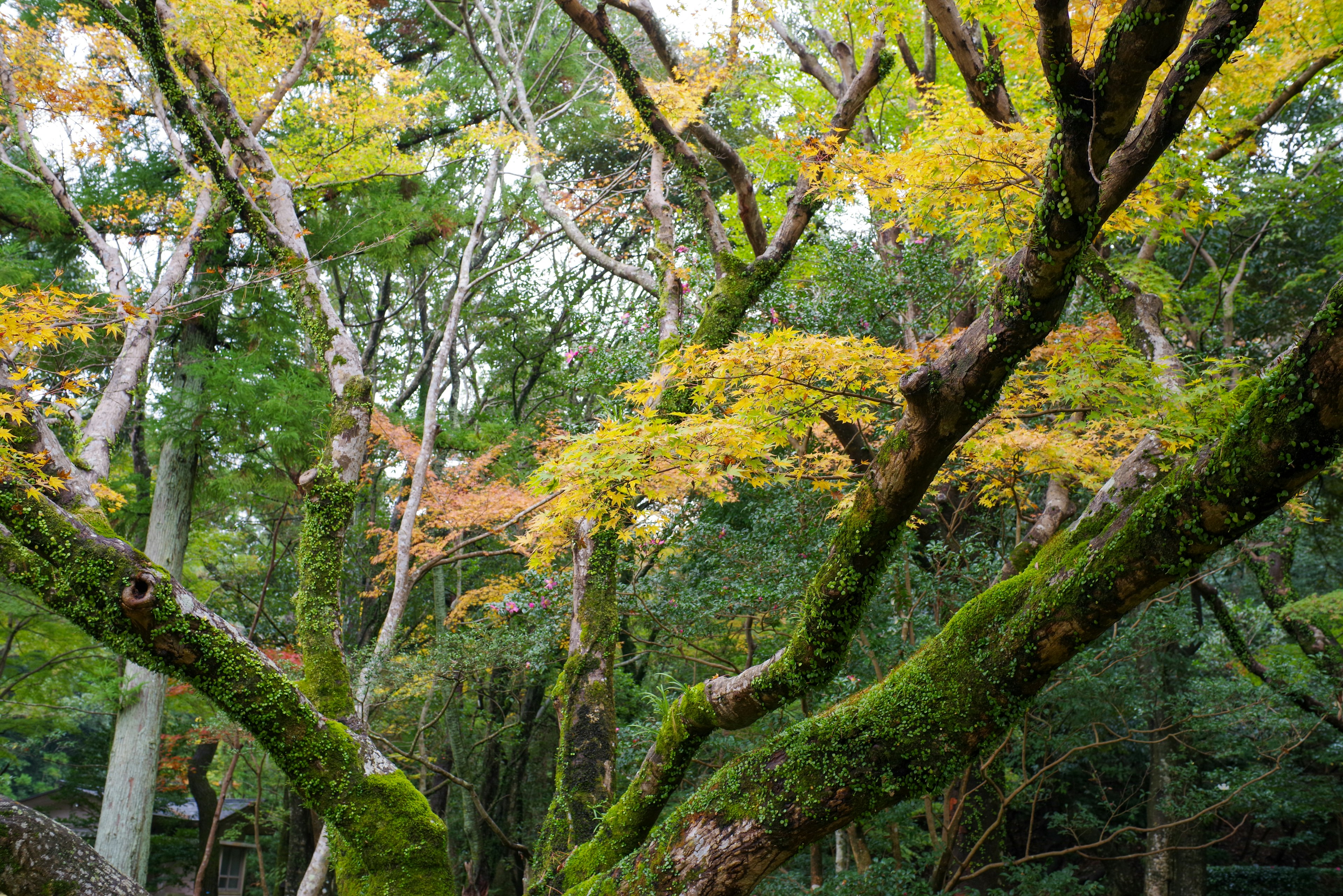 緑の苔に覆われた木々と秋の黄色の葉が美しい風景